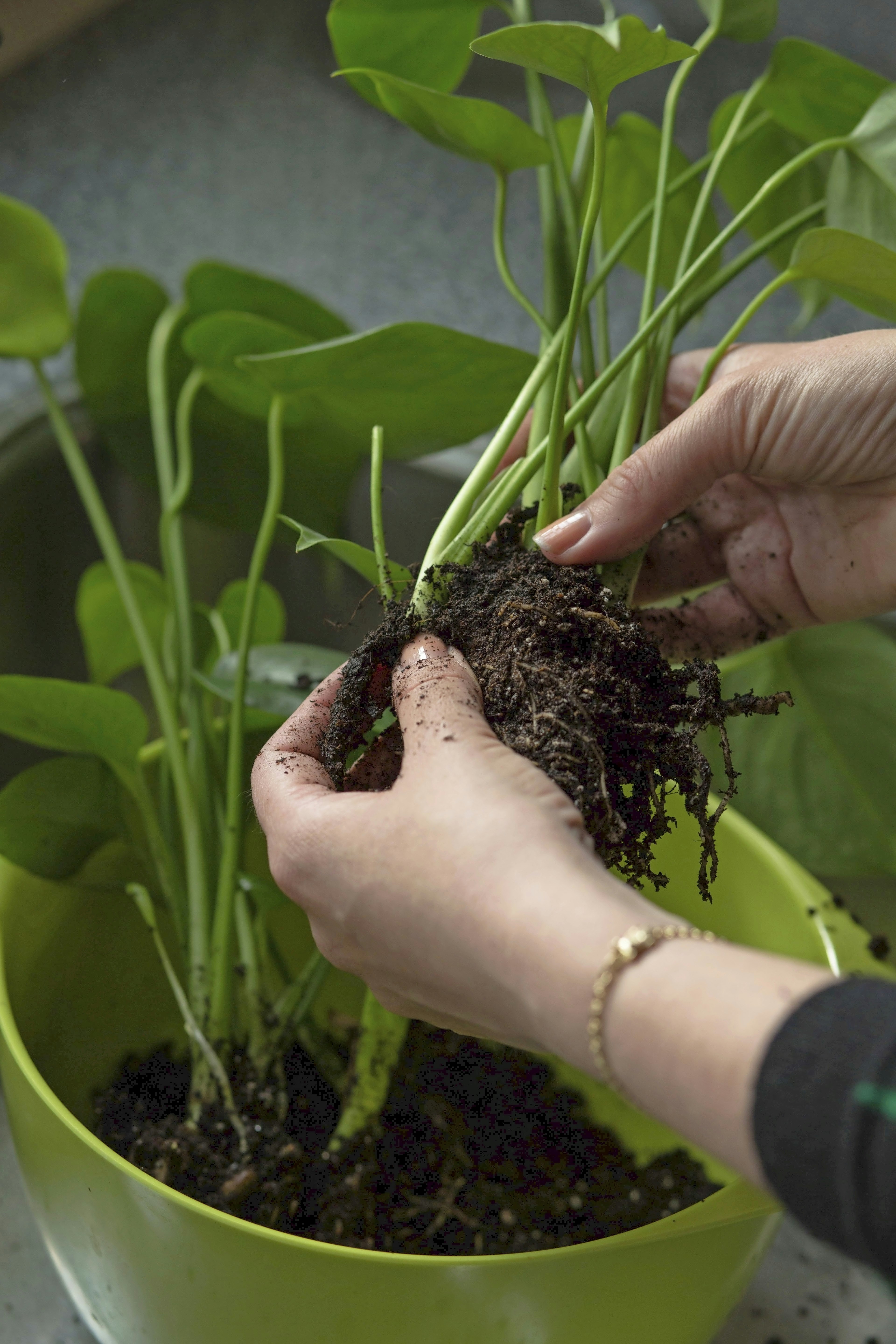 Hydroponisk dyrkning: Dyrk grønne planter i |