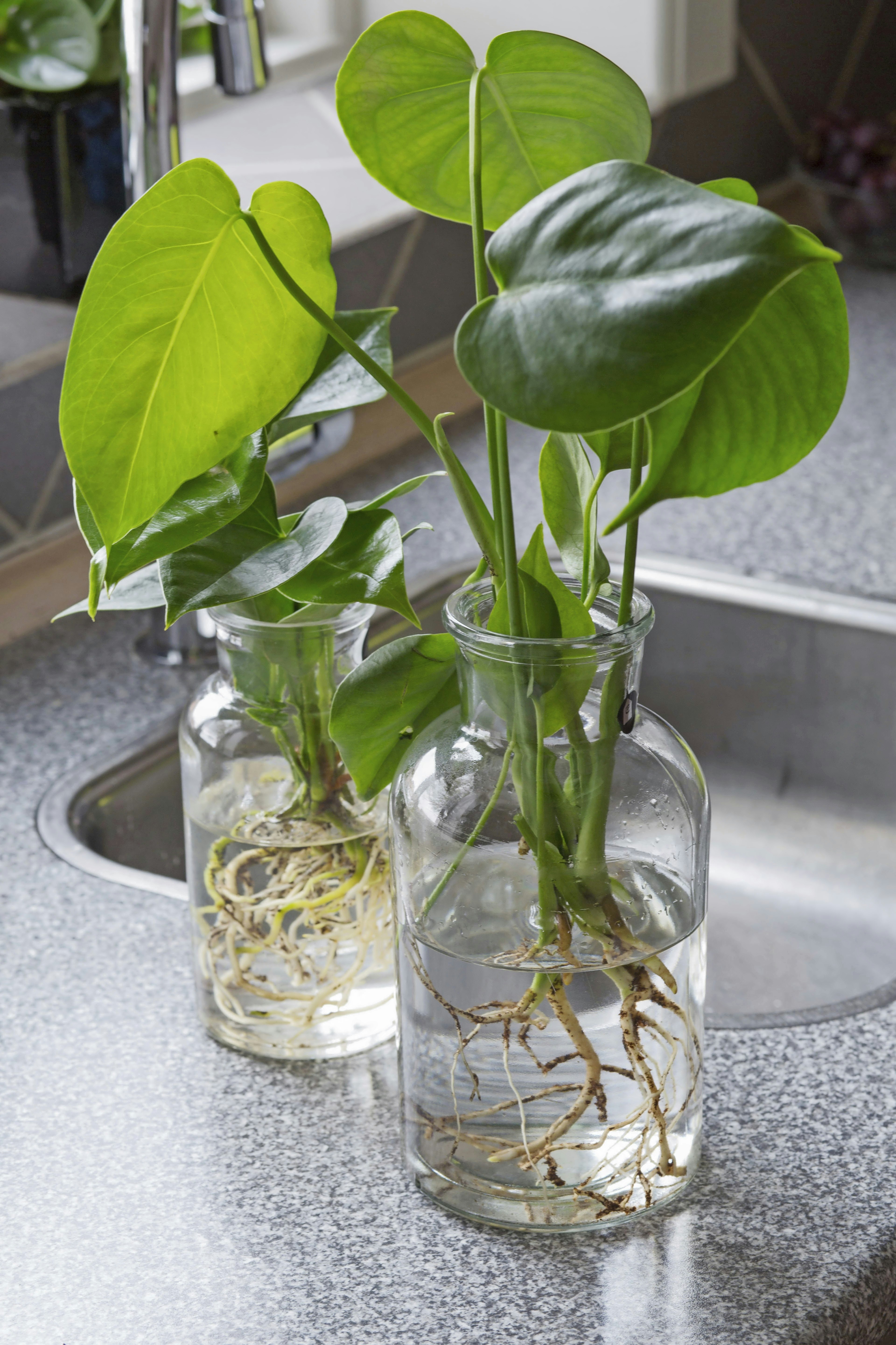 Hydroponisk dyrkning: Dyrk grønne planter i |