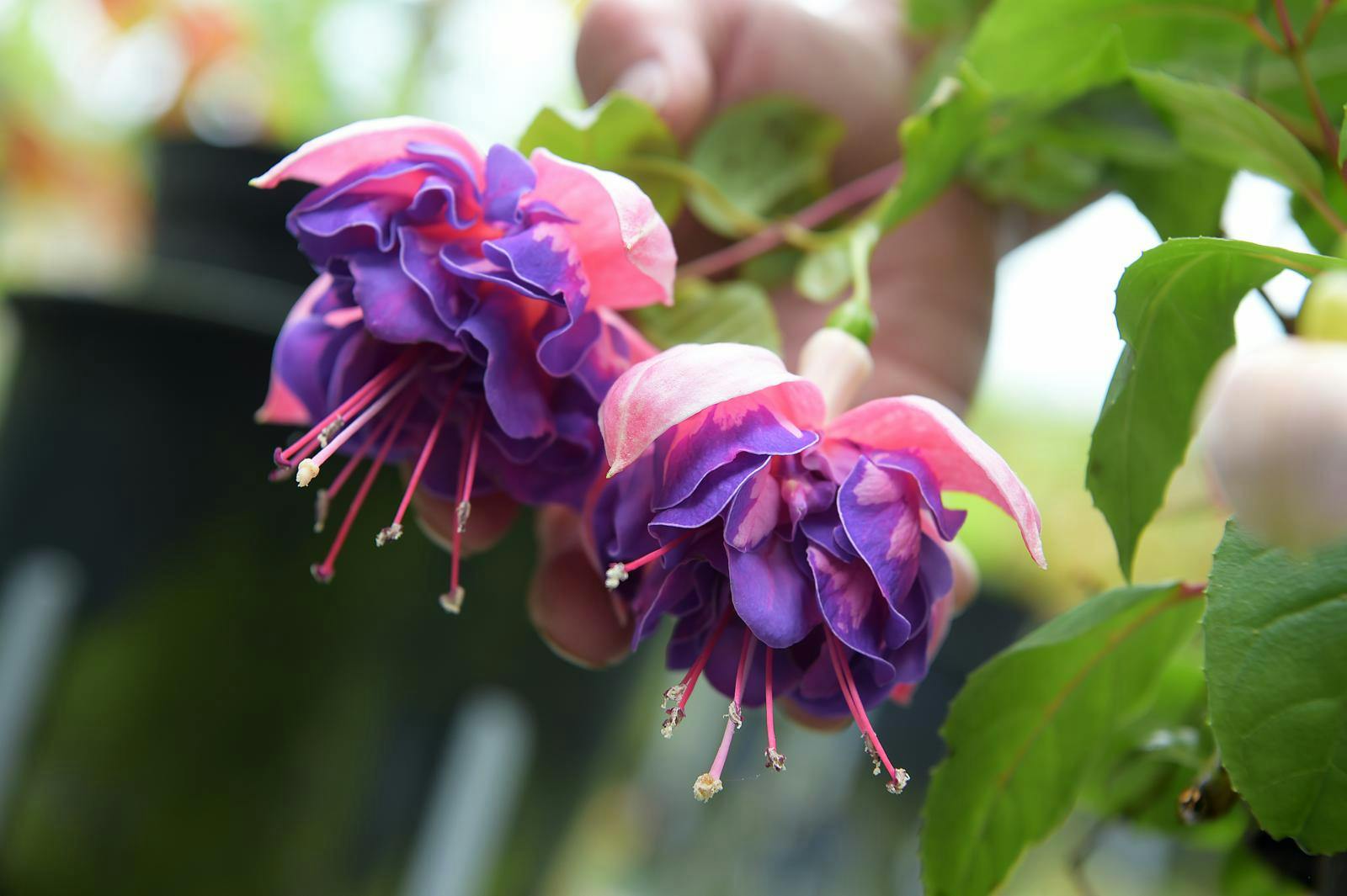 Sådan dyrker du fuchsia