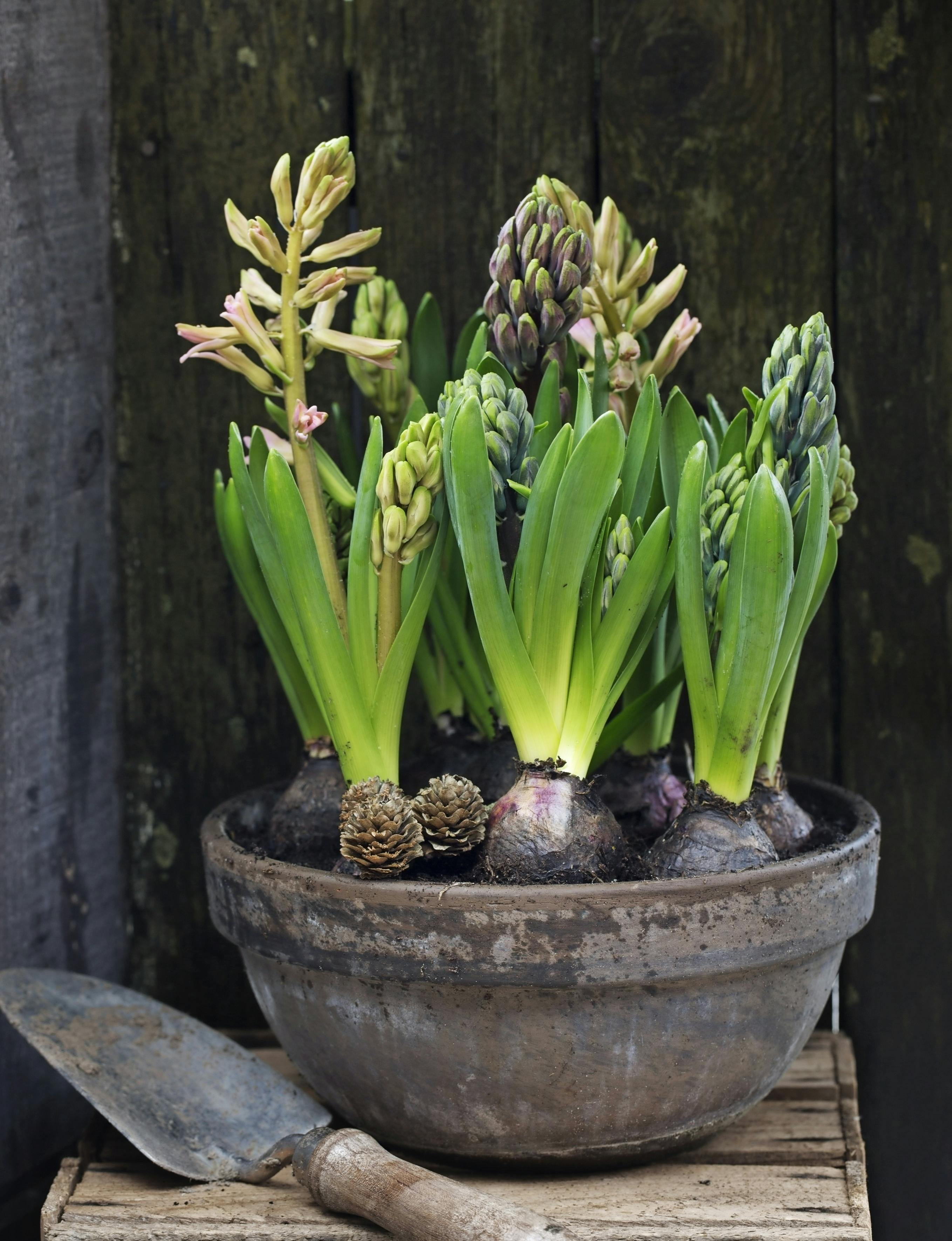 Hyacinter trives fint udendørs.