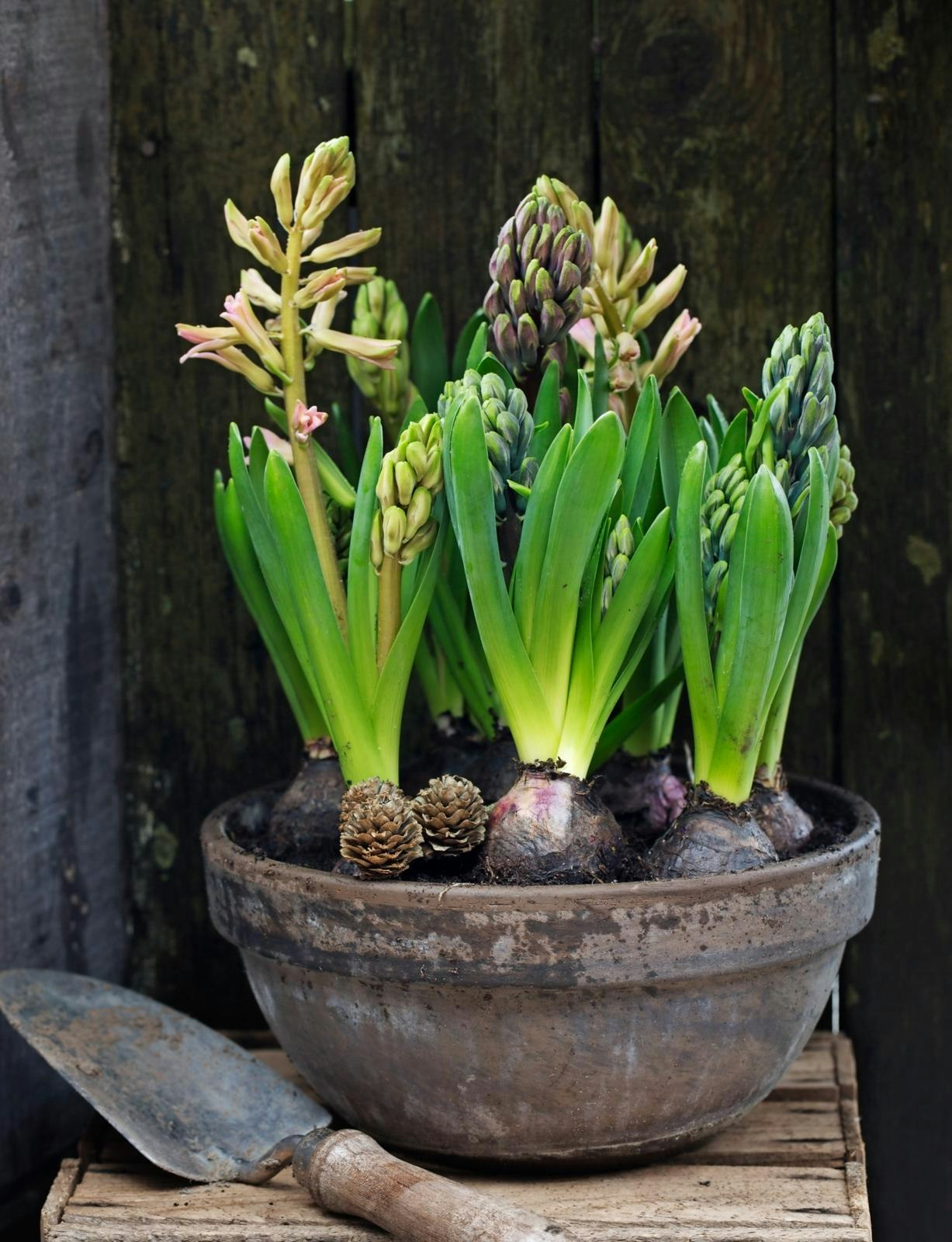 Sammenplantning af hyacinter