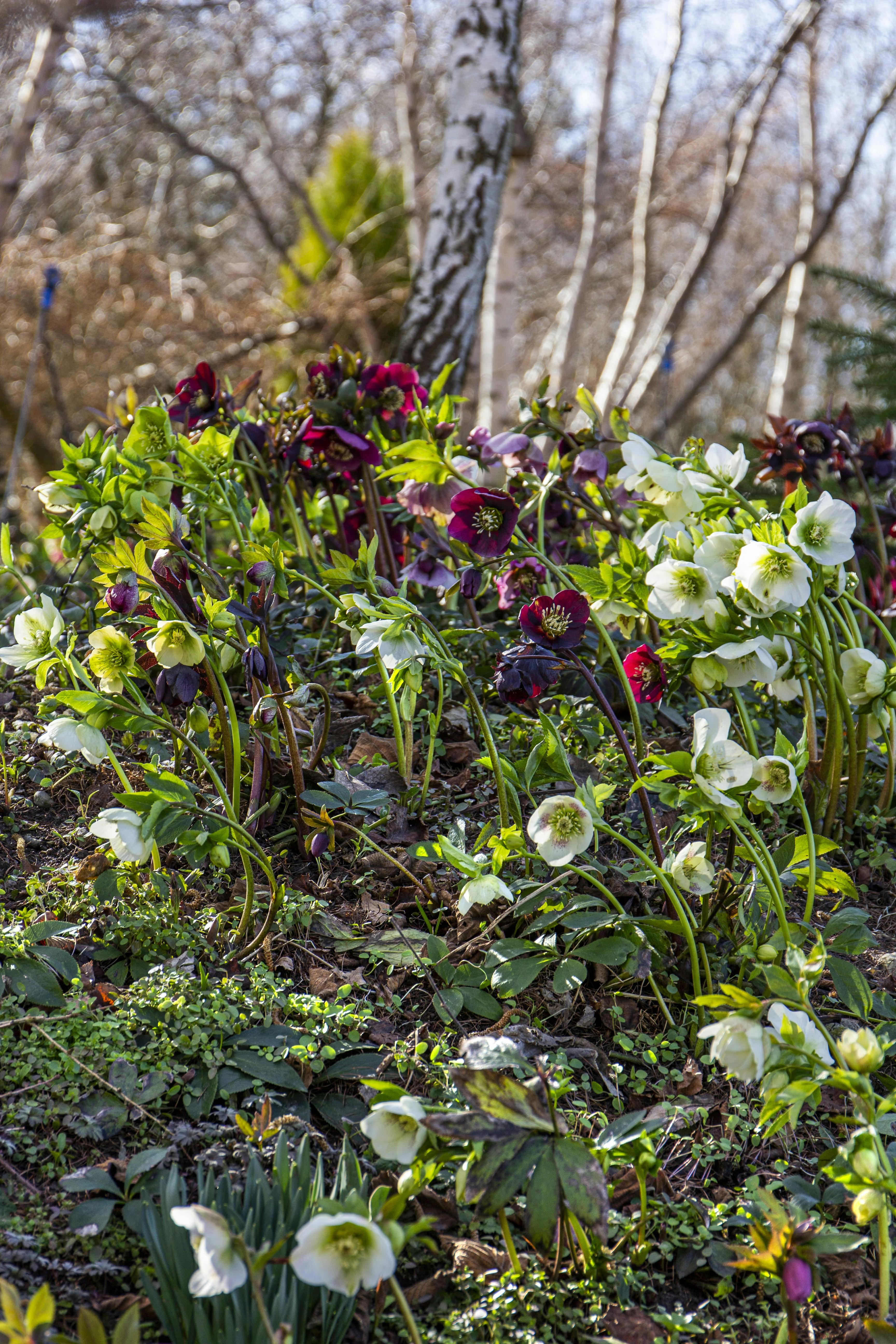 Blomster i vinterhaven