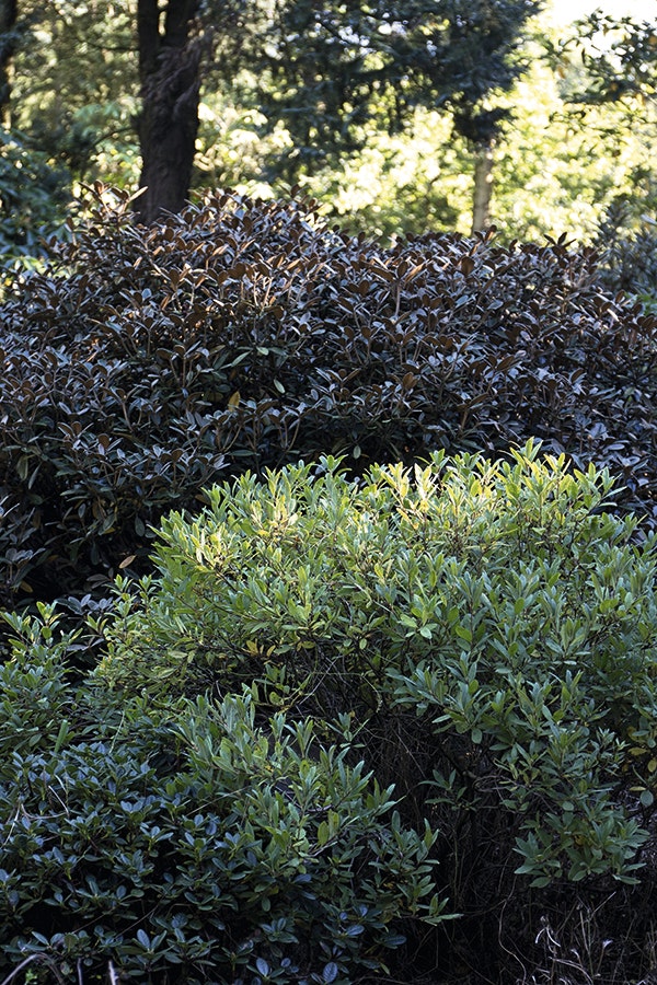 Rhododendron er stedsegrønne surbundsplanter