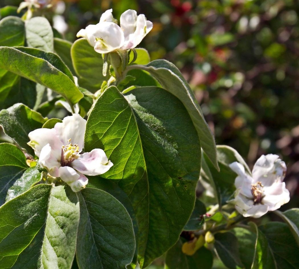 Kvæderne har smukke blomster