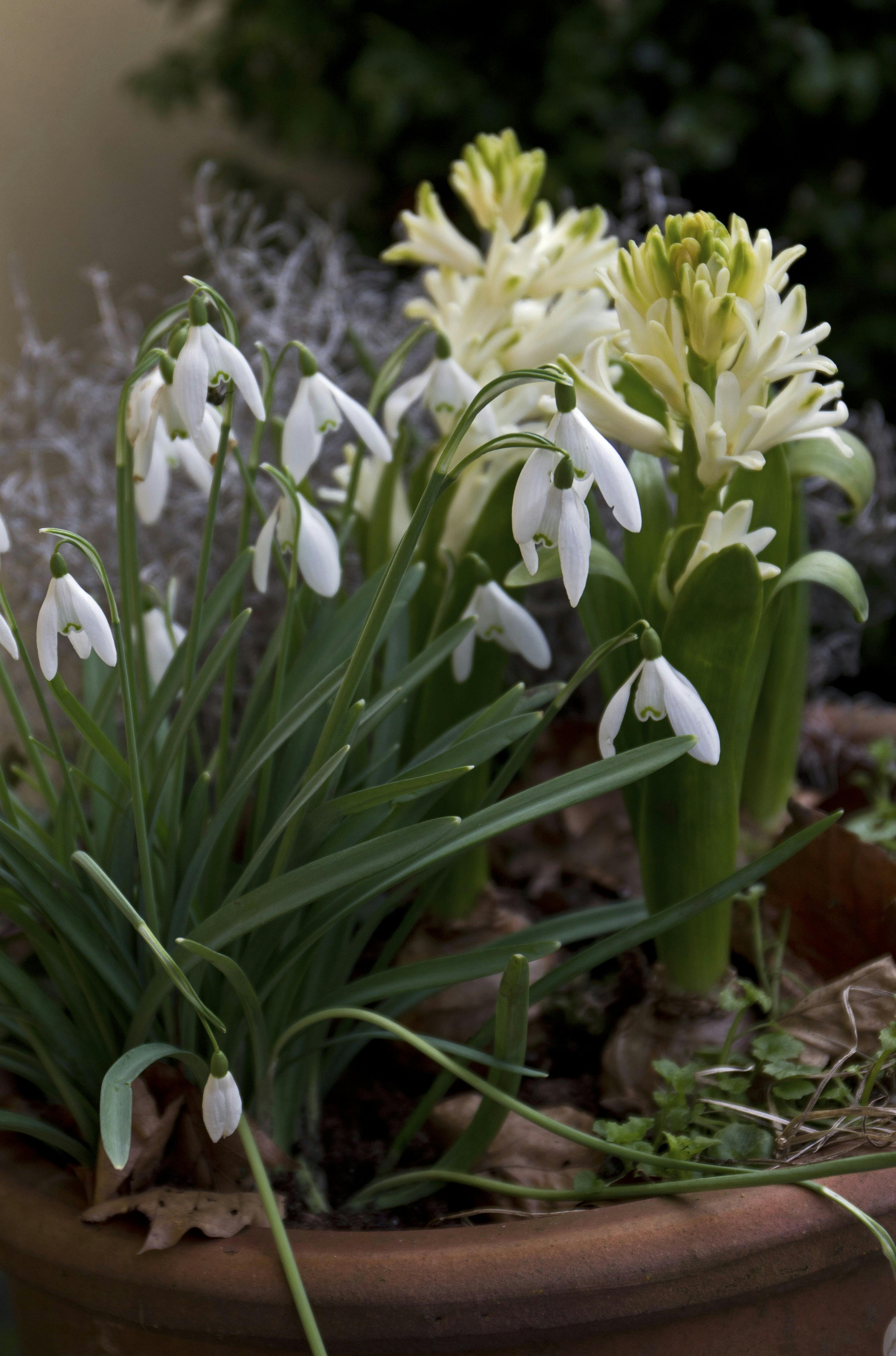 Vinterblomster i krukke