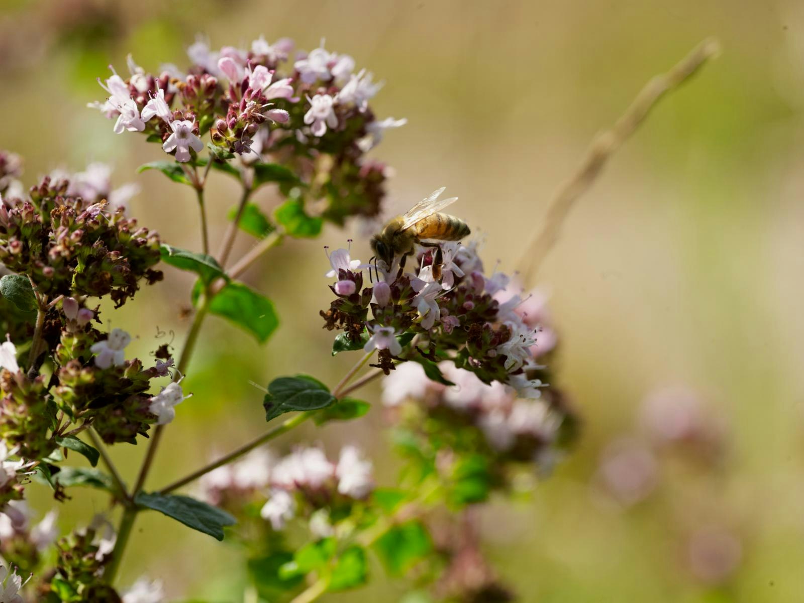 Gør haven levende - få mere biodiversitet i haven.