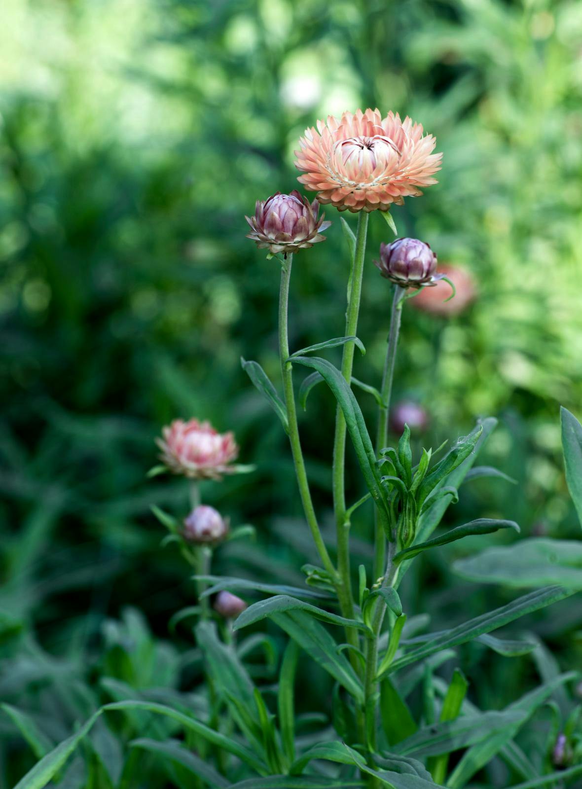 Kæmpeevighedsblomst 