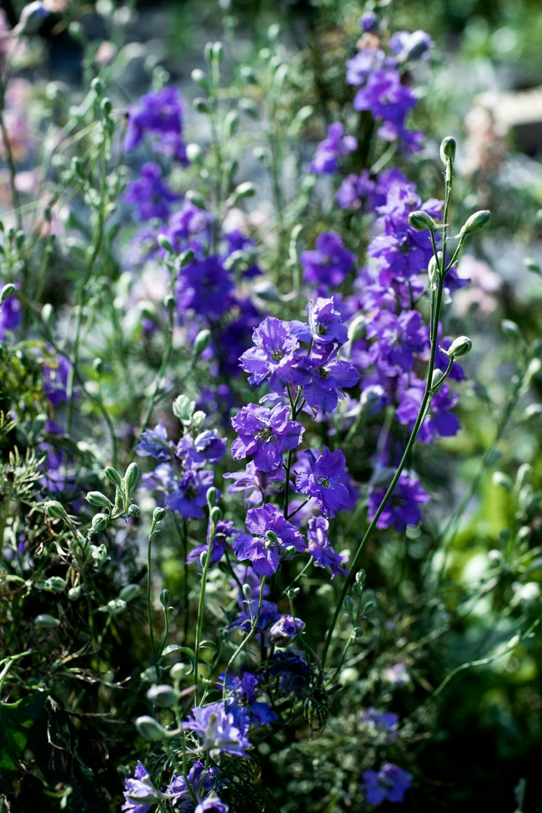 Sommerridderspore