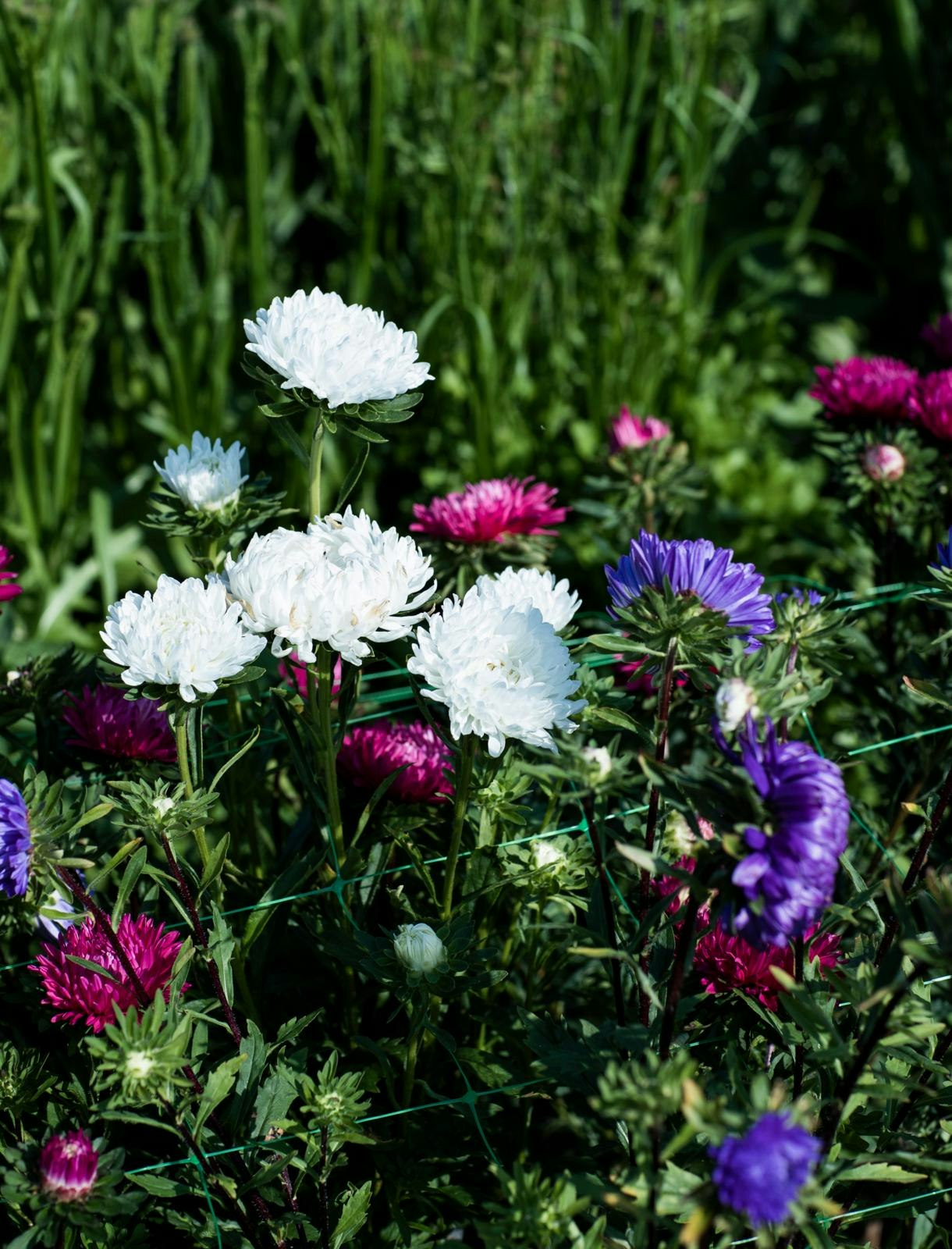 Sommerasters