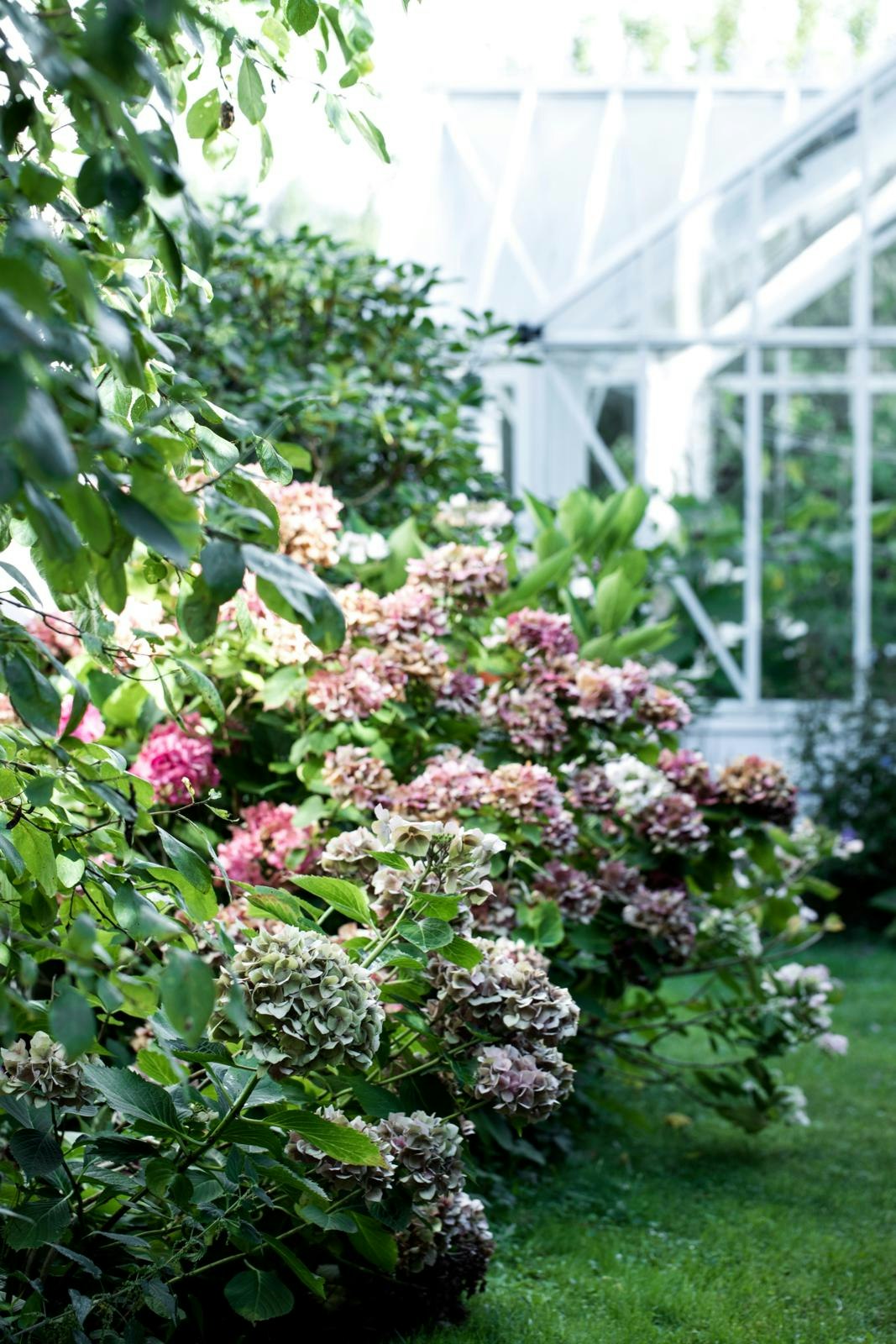 Hortensia