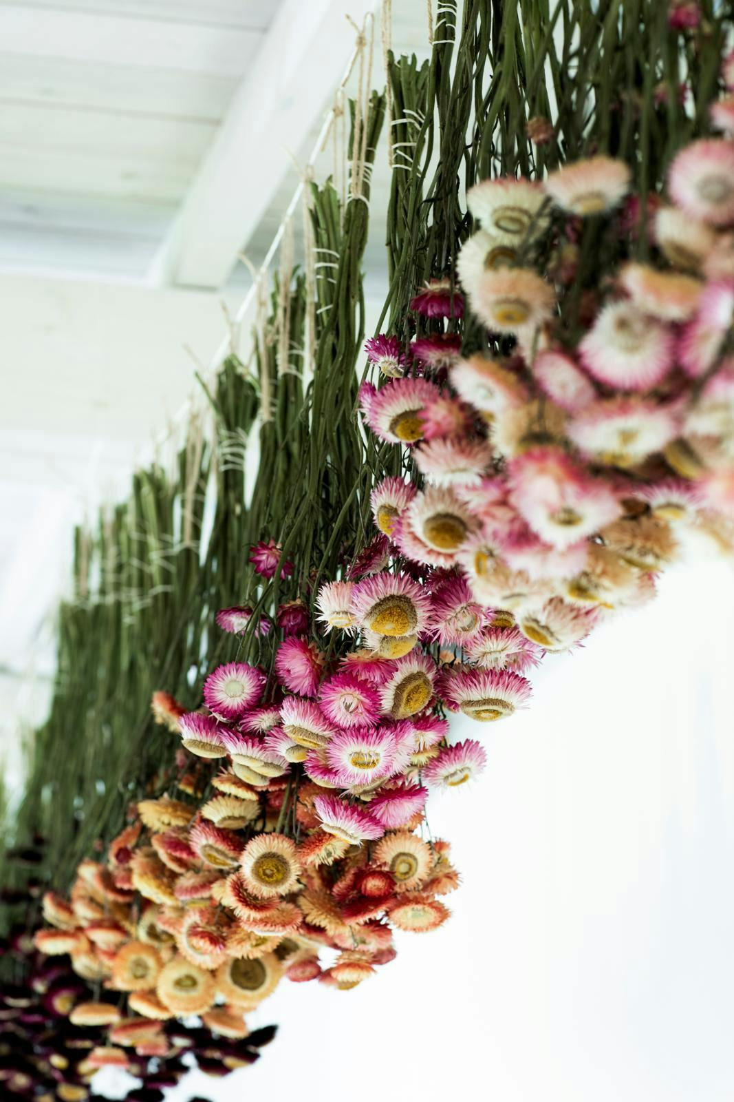 kæmpeevighedsblomster