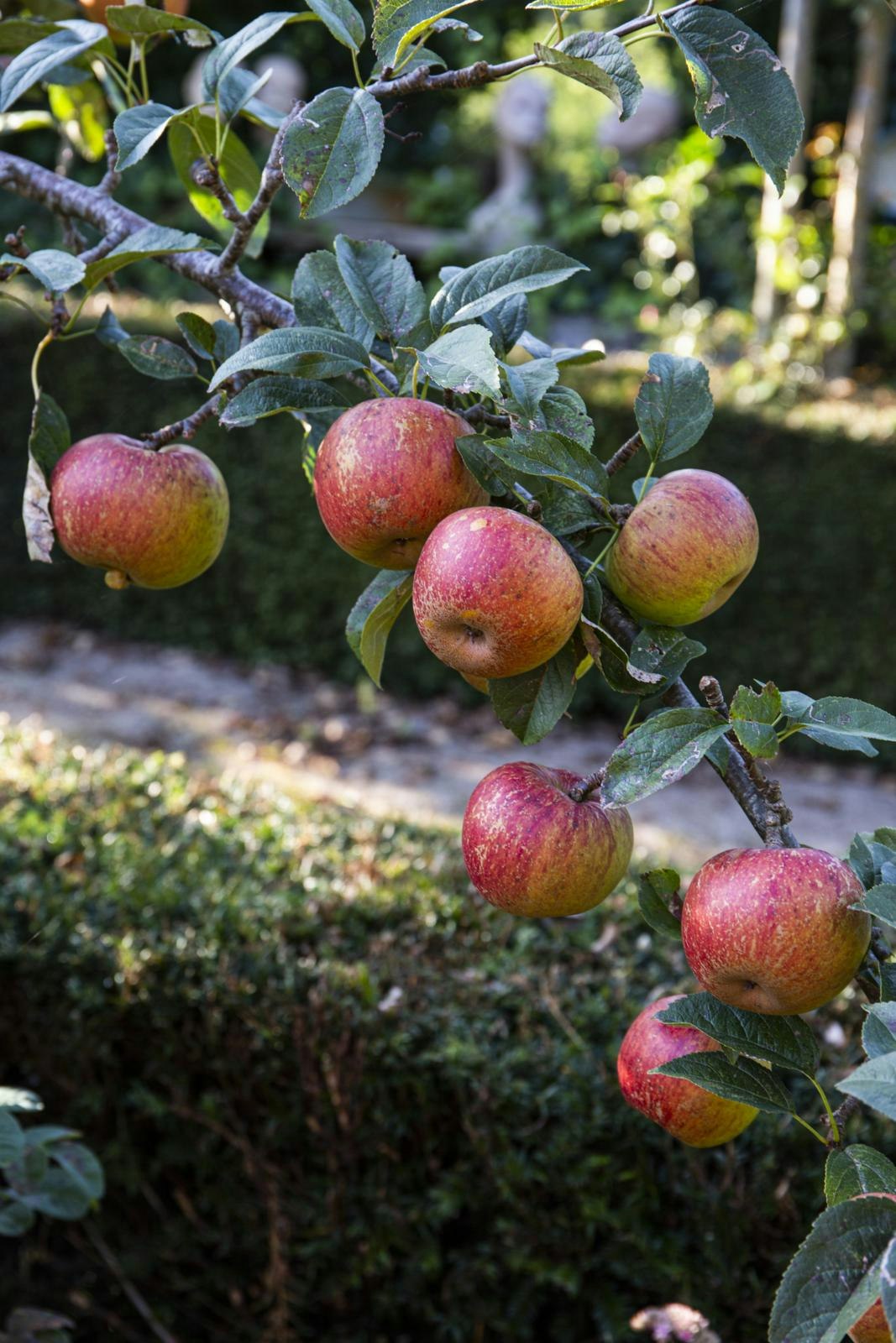 ’Pederstrup’