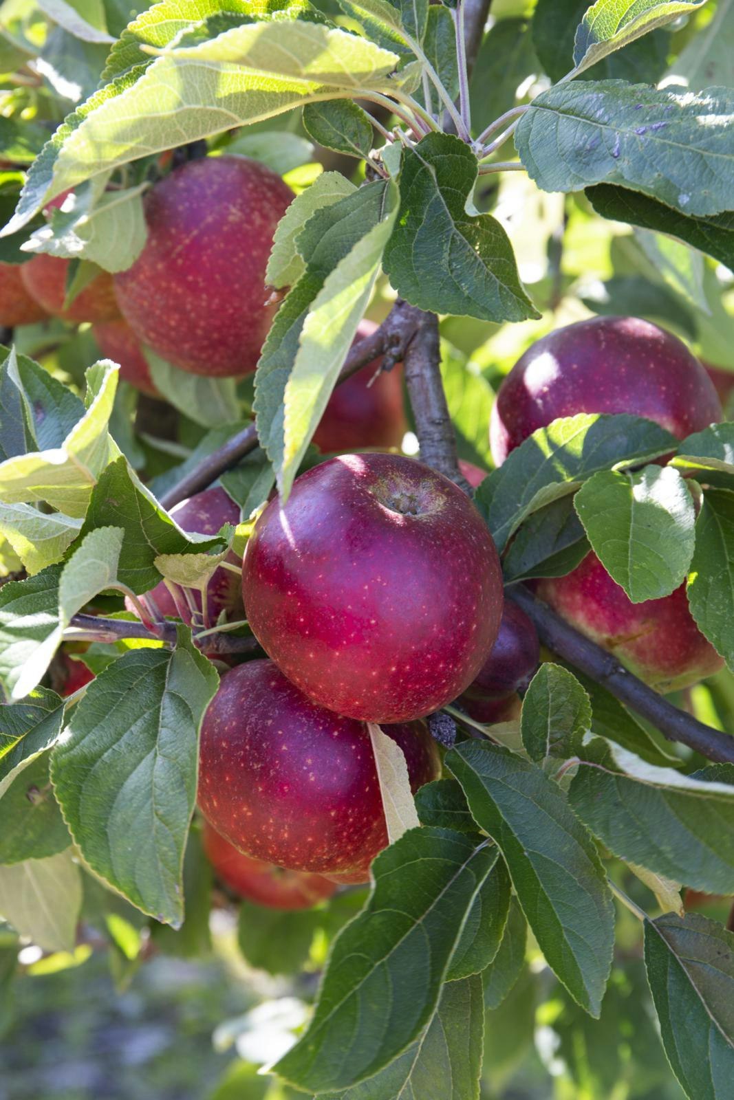 ’Ingrid Marie’