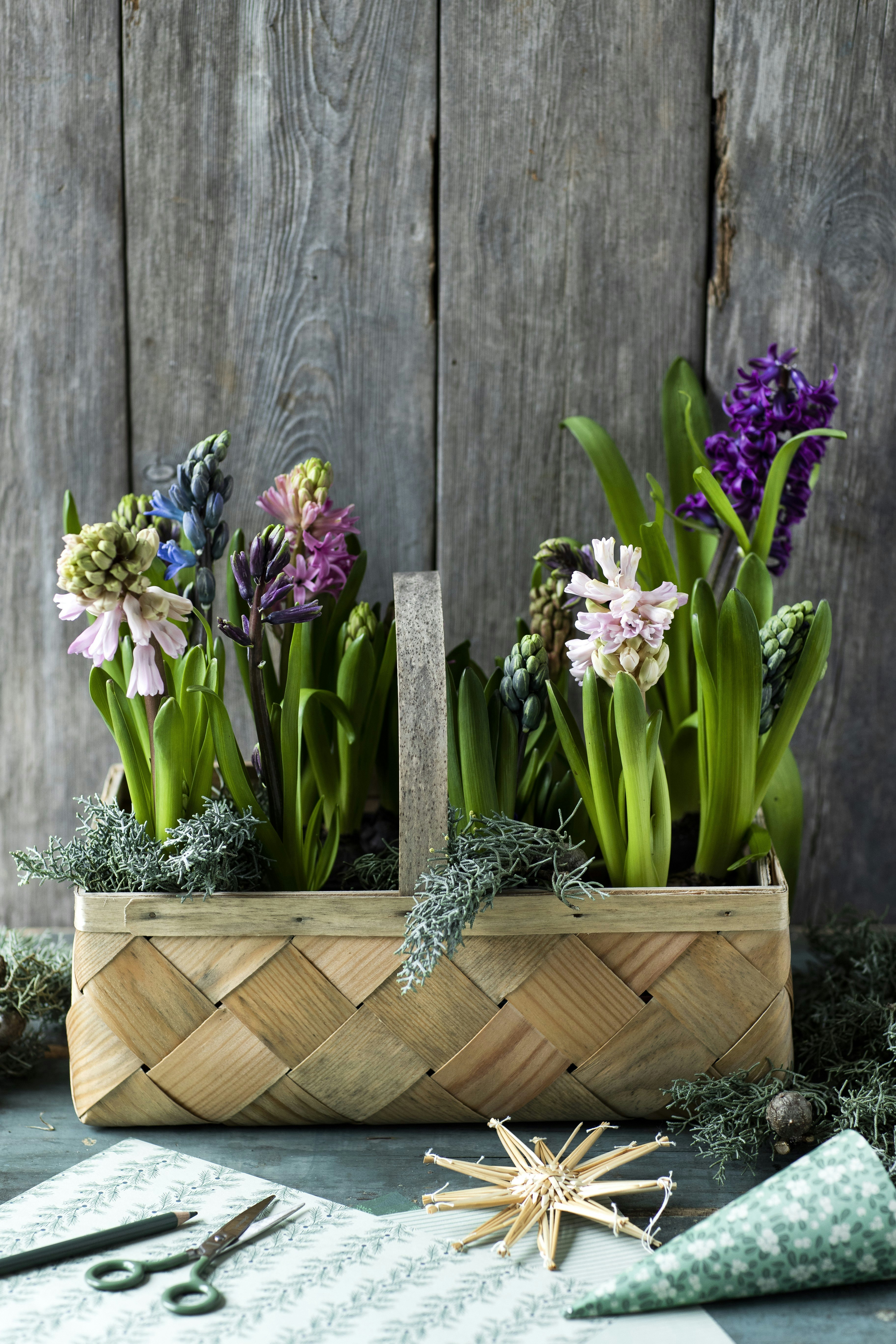 Blomsterkurv med hyacinter