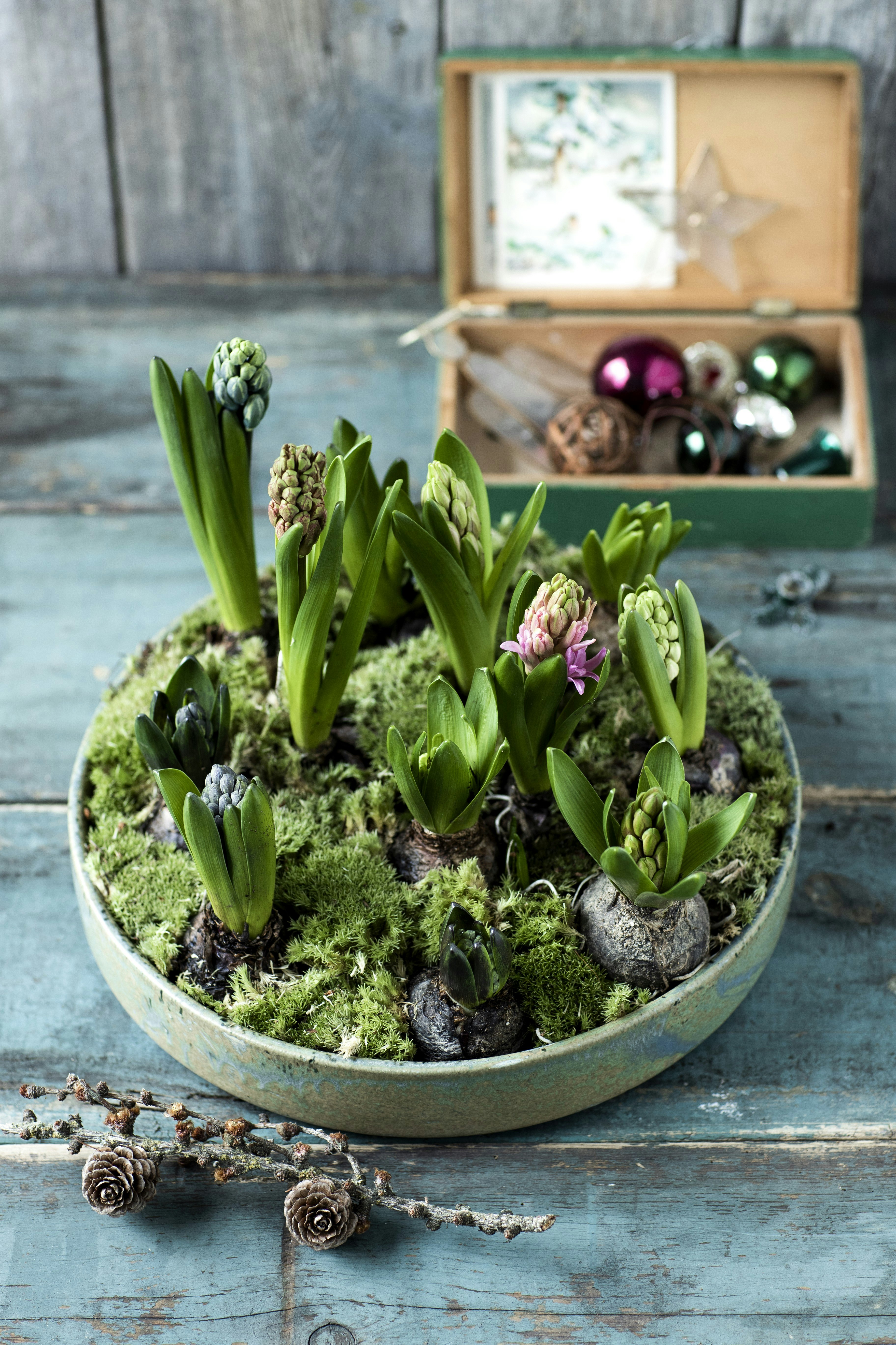 Blomsterdekoration med hyacinter og mos
