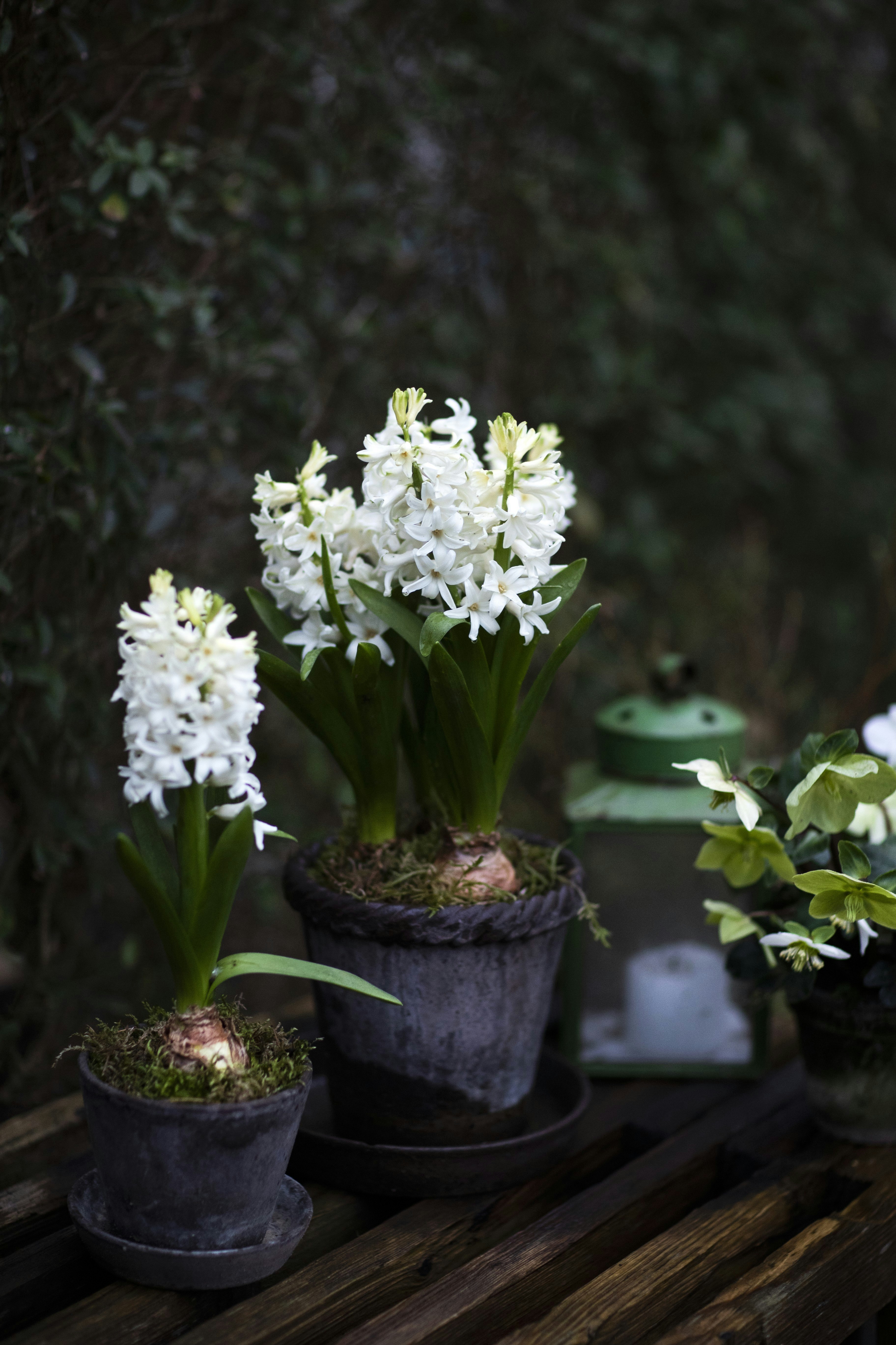 Hyacinter i potter på terassen