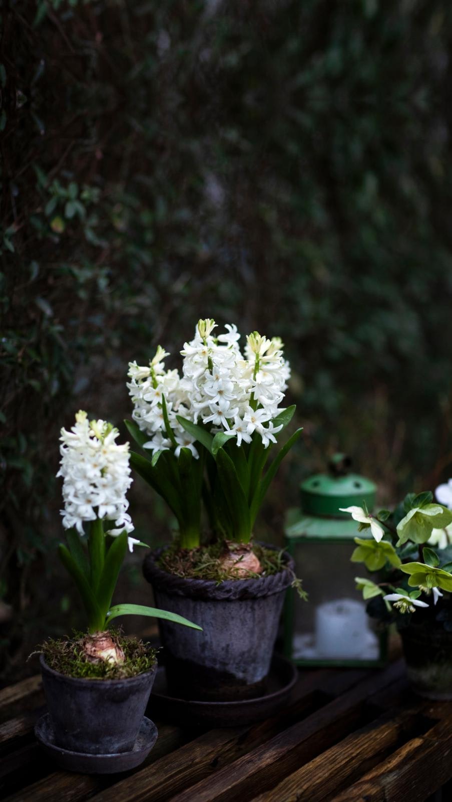 Smukke hvide hyacinter