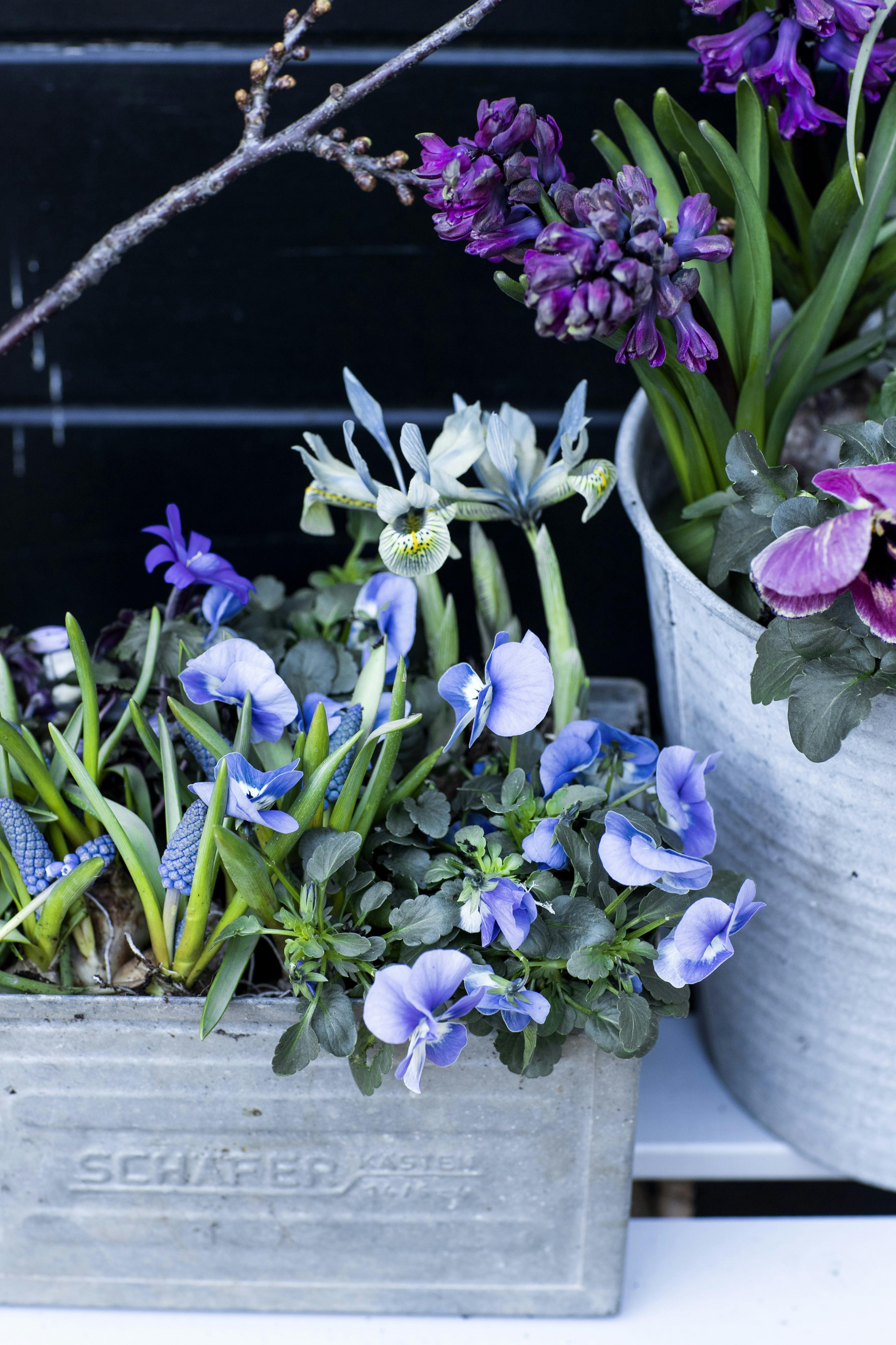 Sammenplant blå blomster