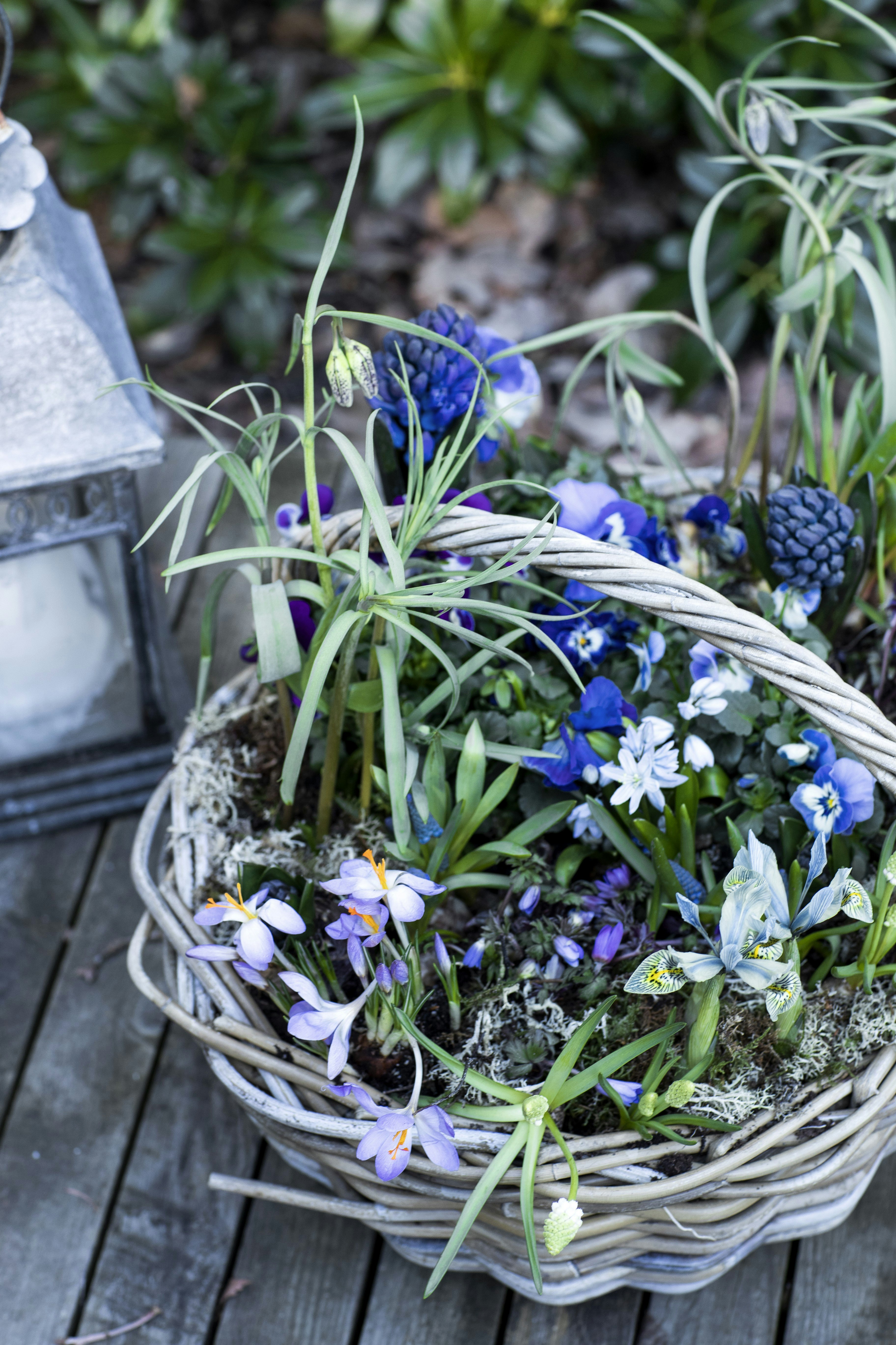 Blomsterkurv med hyacinter