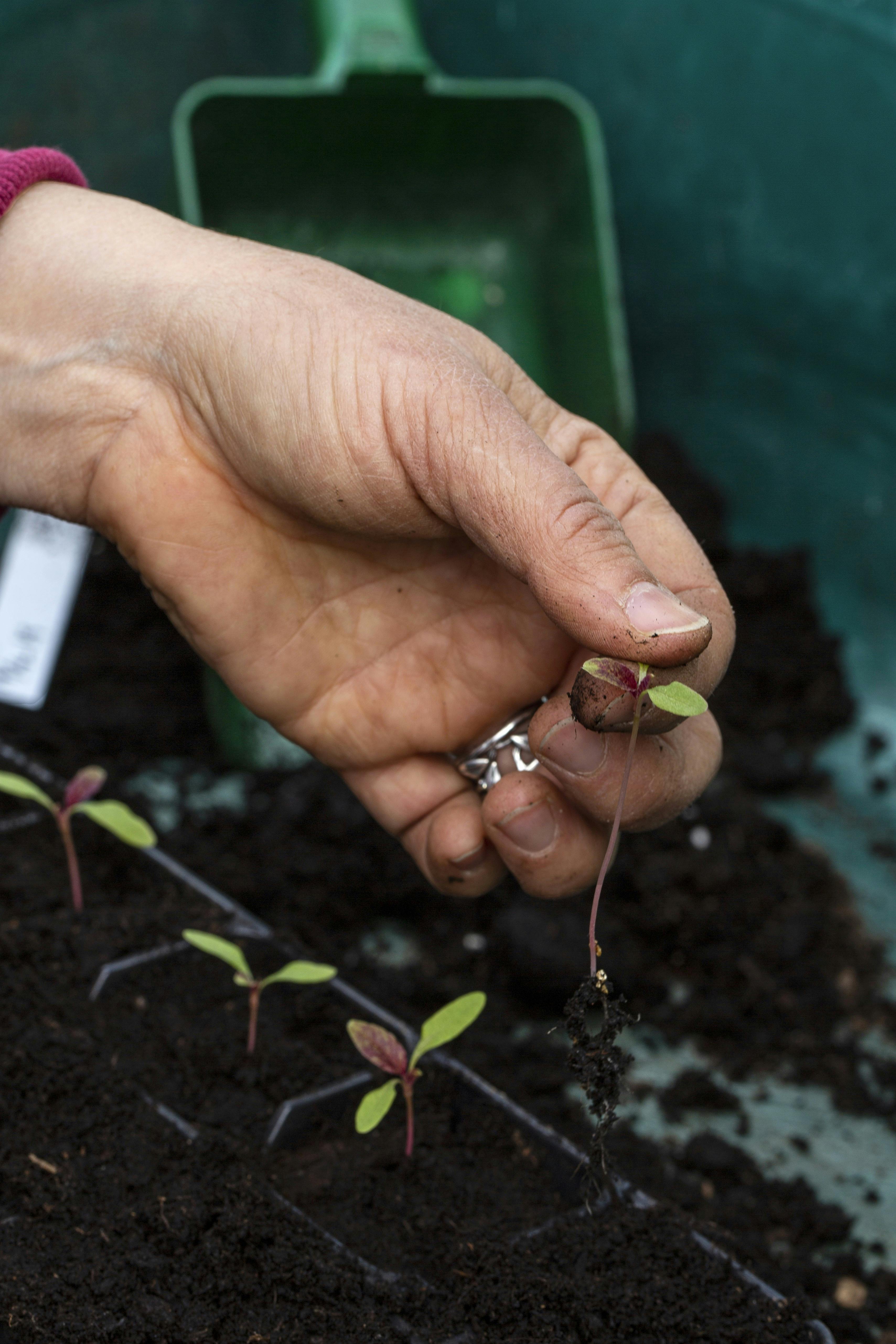 spirede frø omplantes