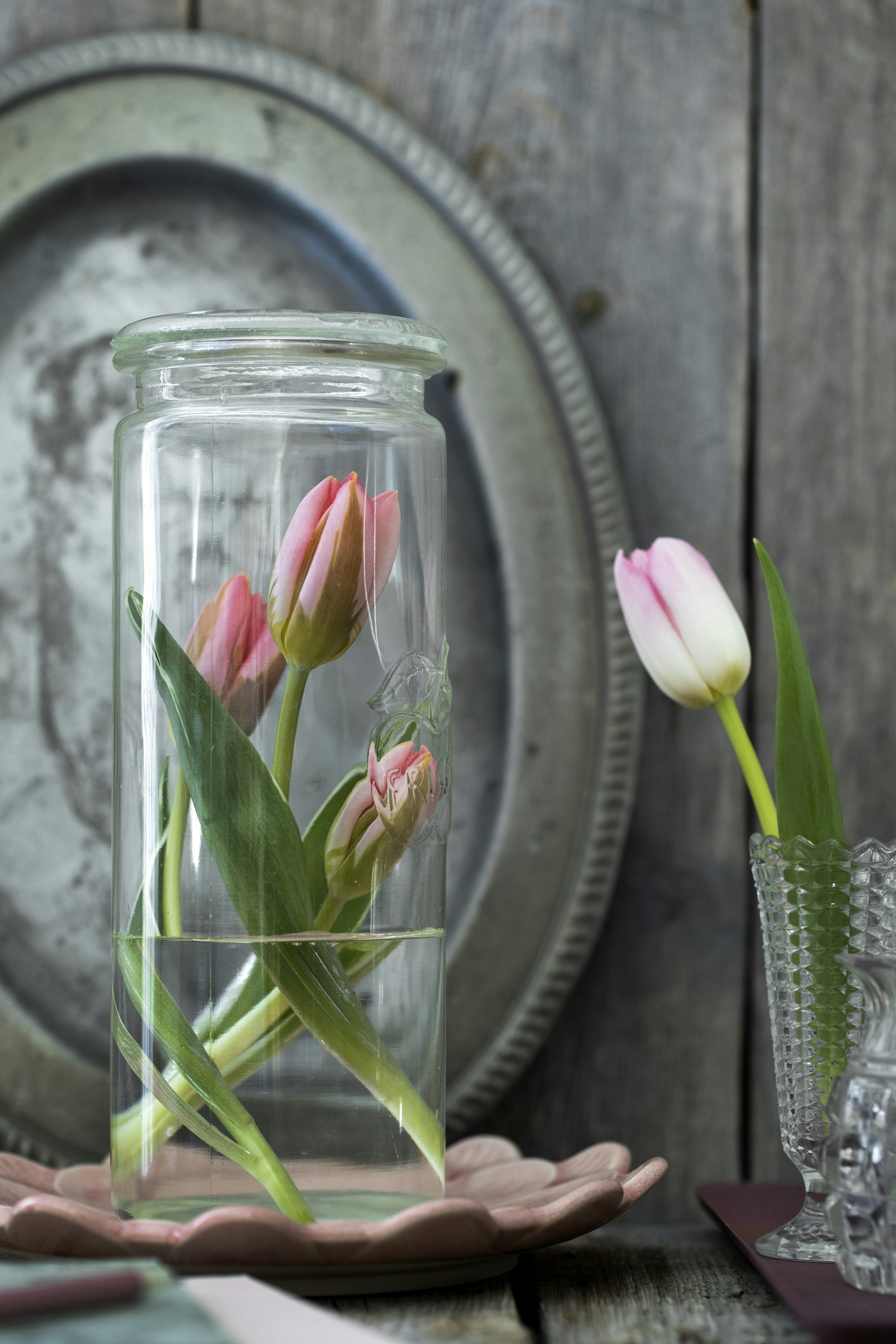 Tulipaner i glas