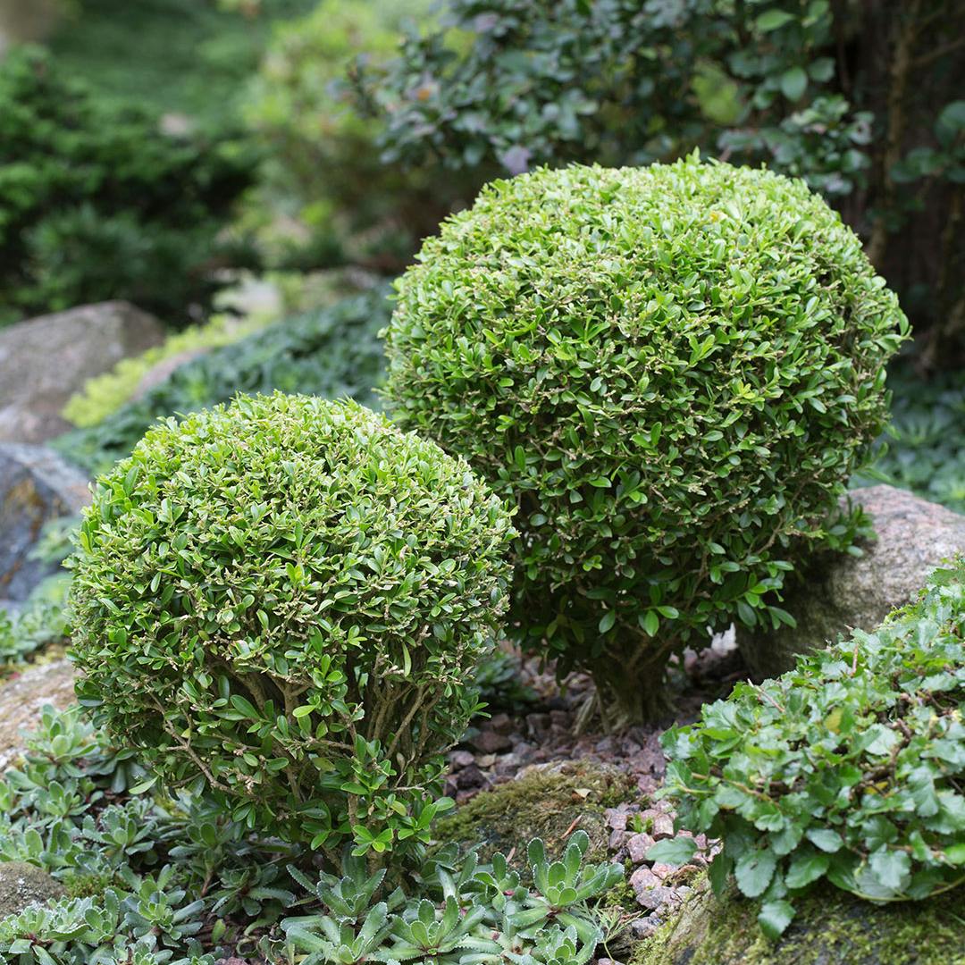 Buksbom - sådan redder du din visne buksbom
