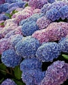 Blå og violette hortensia-blomster