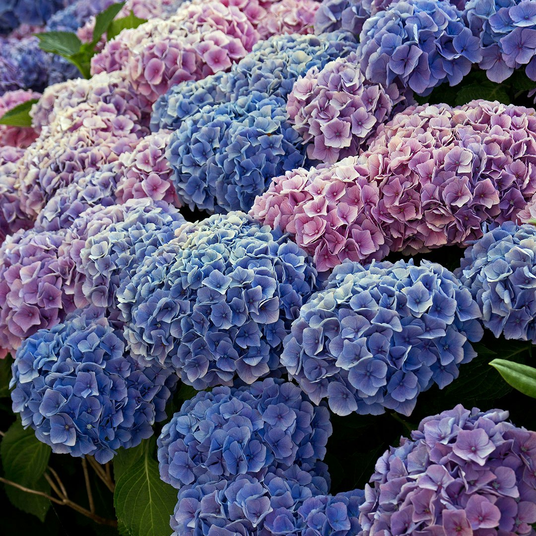 Blå og violette hortensia-blomster