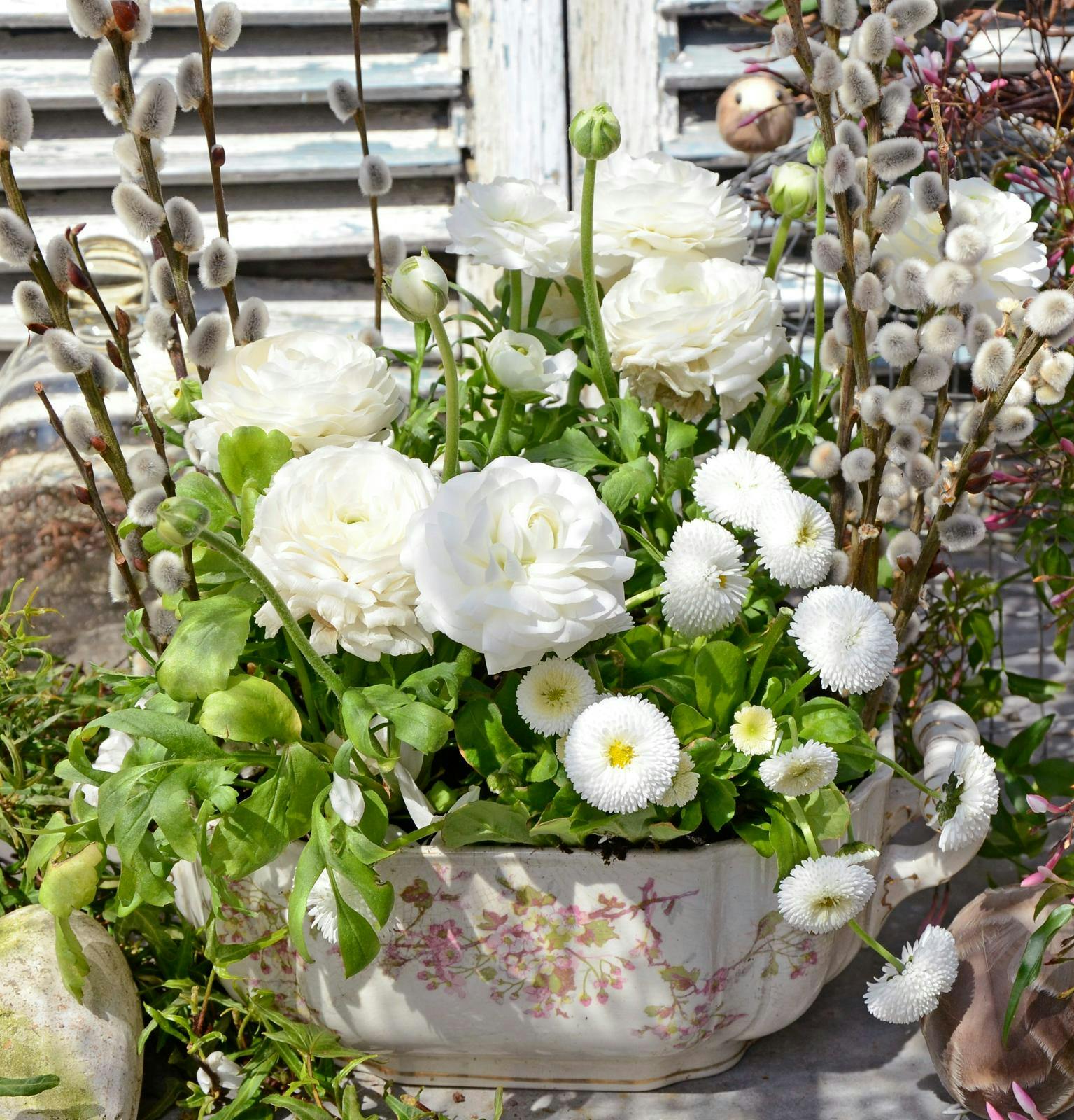 Hvid ranunkel. Sammenplantning.