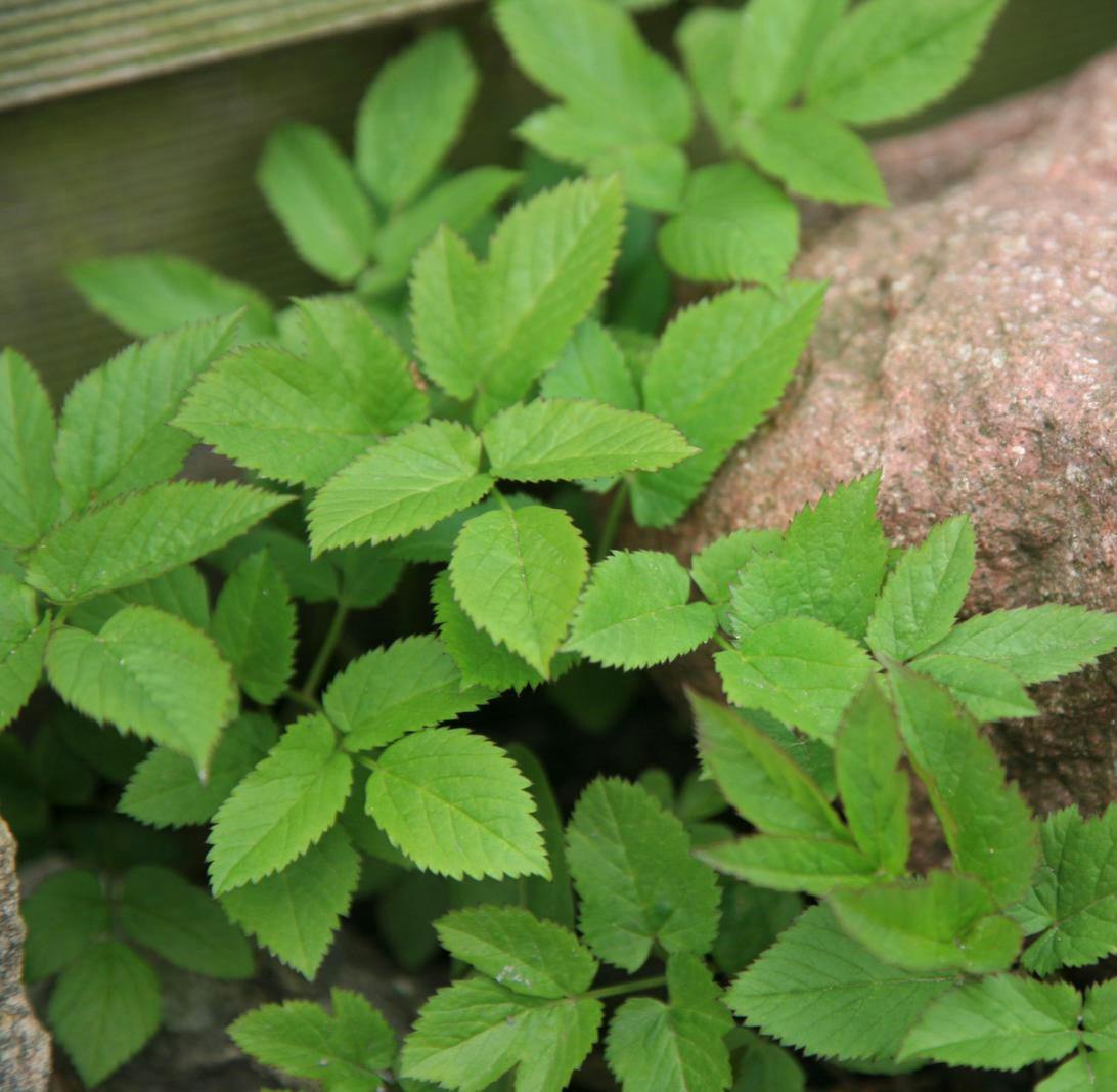 skvalderkål holdes nede ved høst og er spiselig