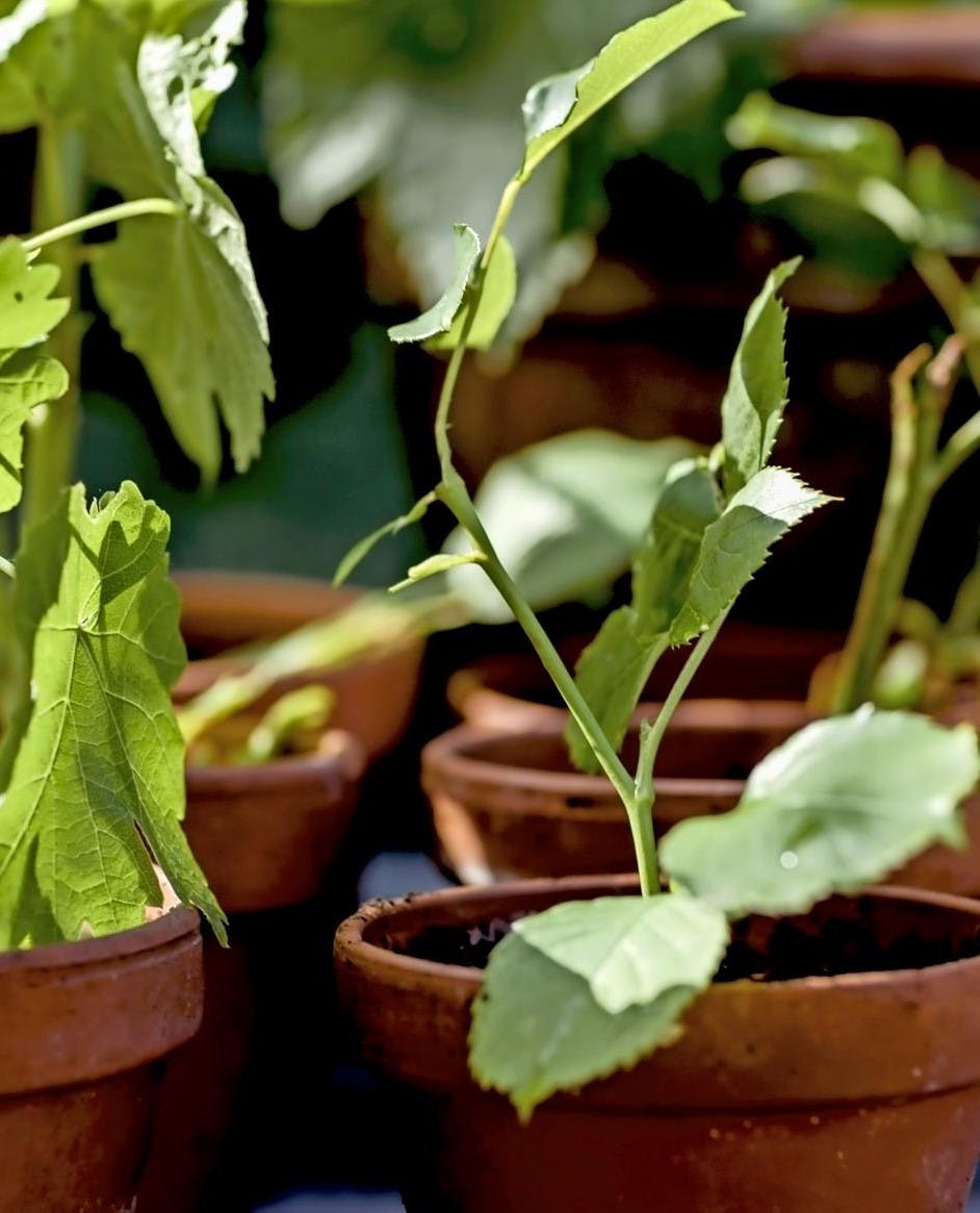 Stiklinger og formering af roser