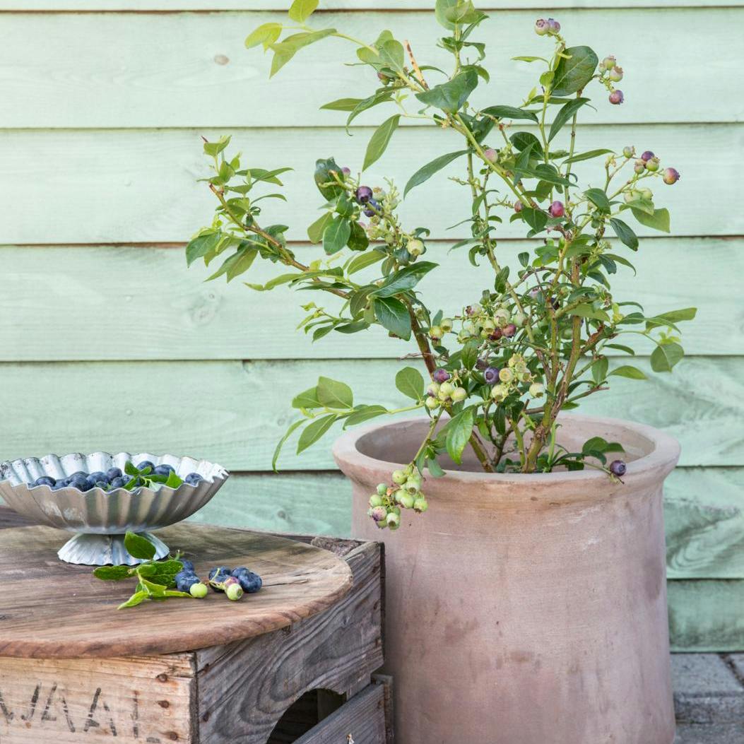 Sådan dyrker du blåbær