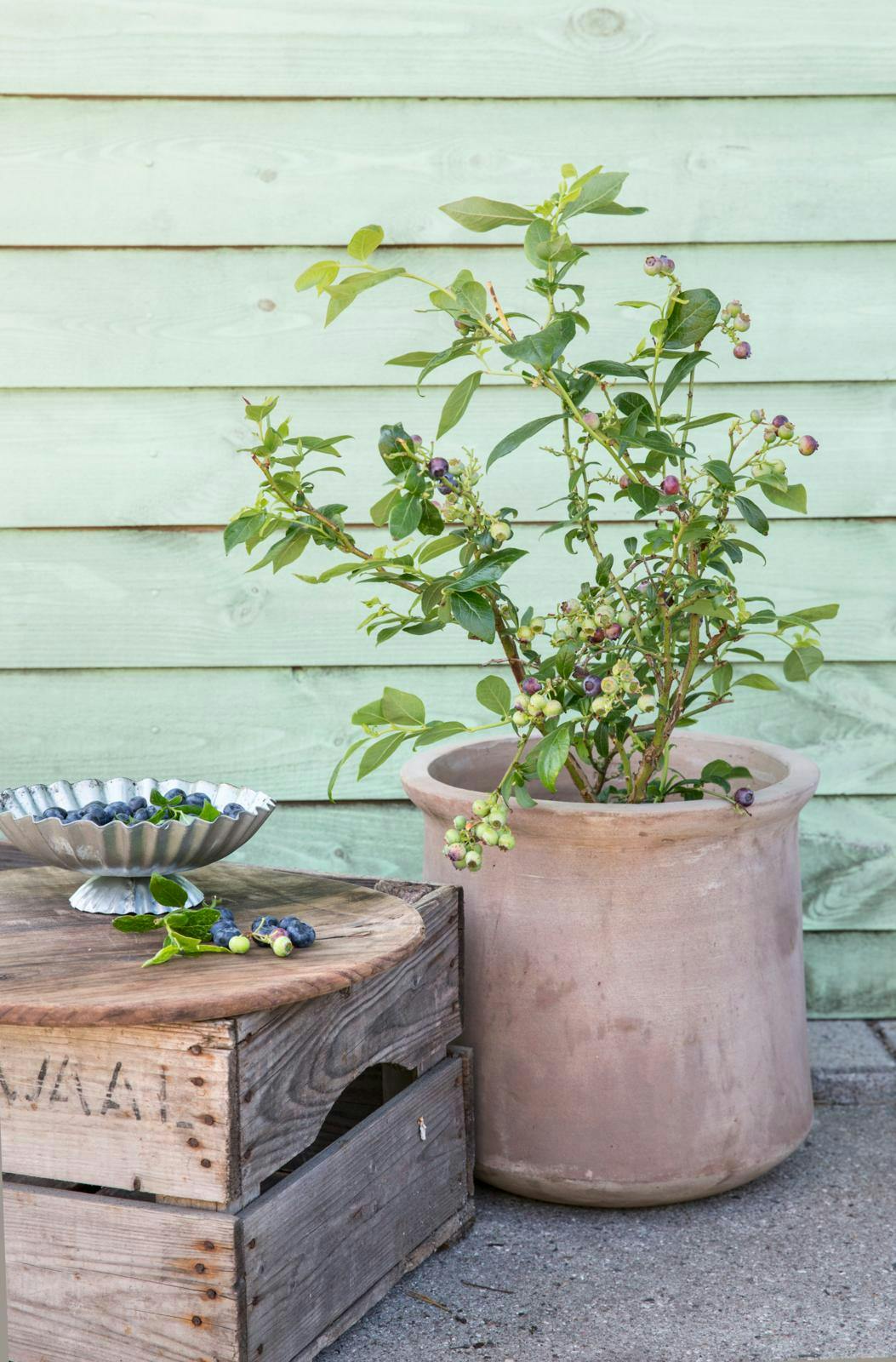 Dyrkning af blåbærbusk i krukke