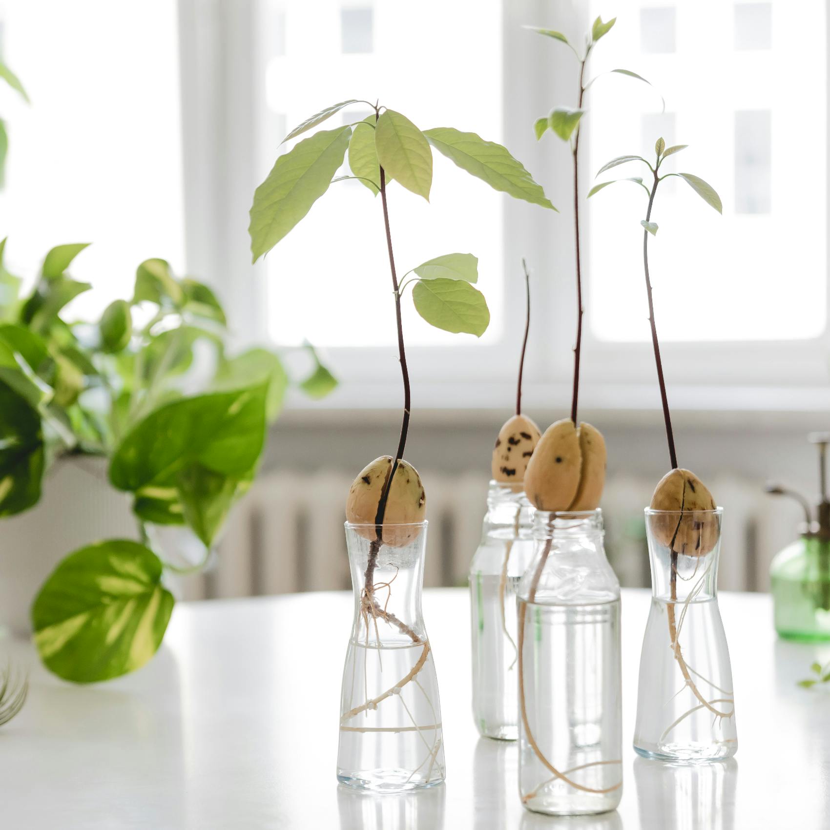 Sådan laver du en avocadoplante