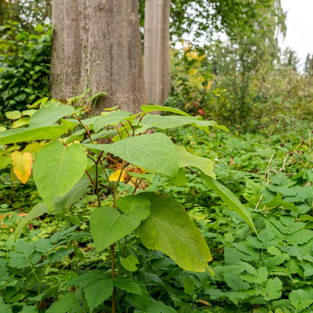 Bekæmpelse af japansk pileurt