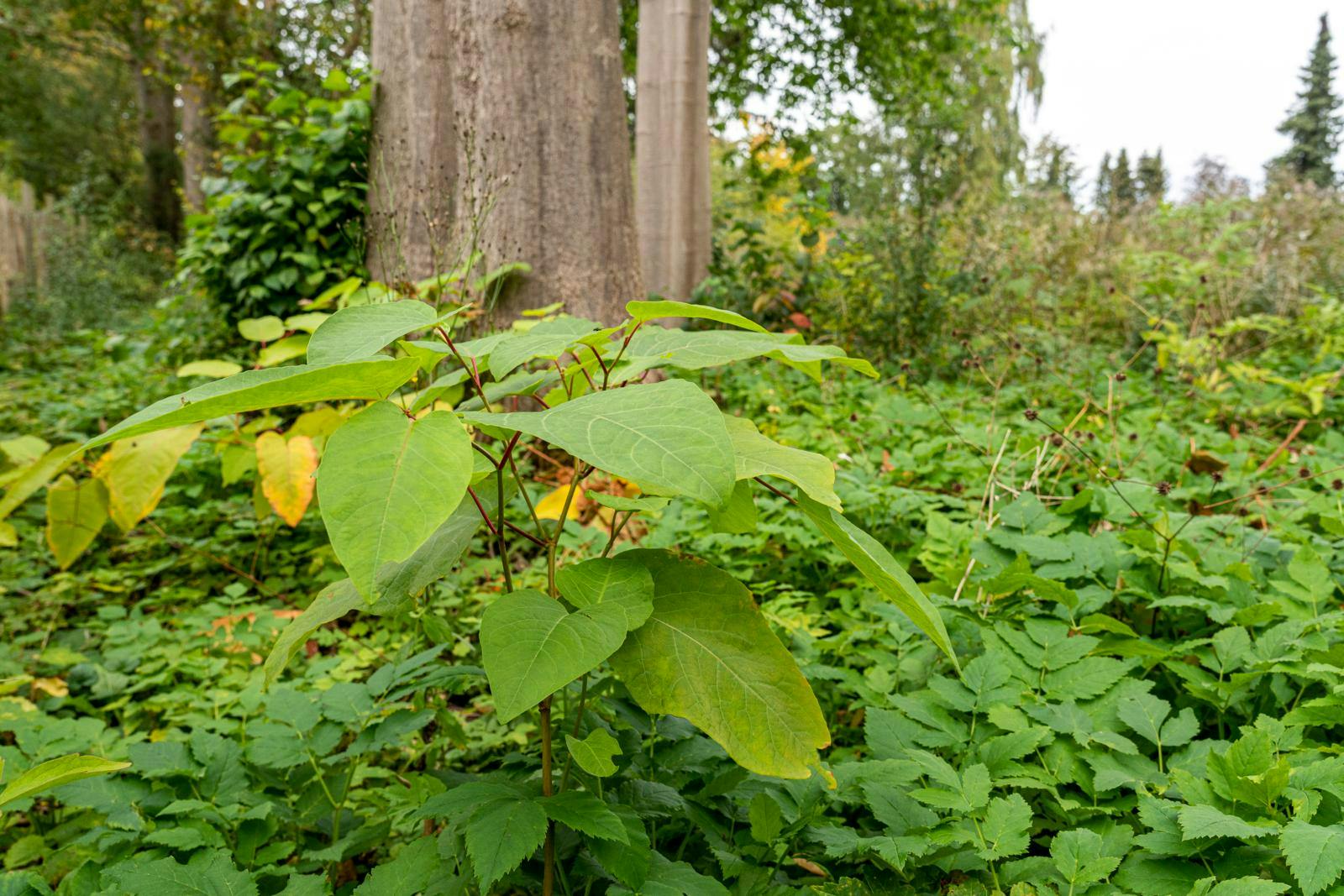 Bekæmpelse af japansk pileurt
