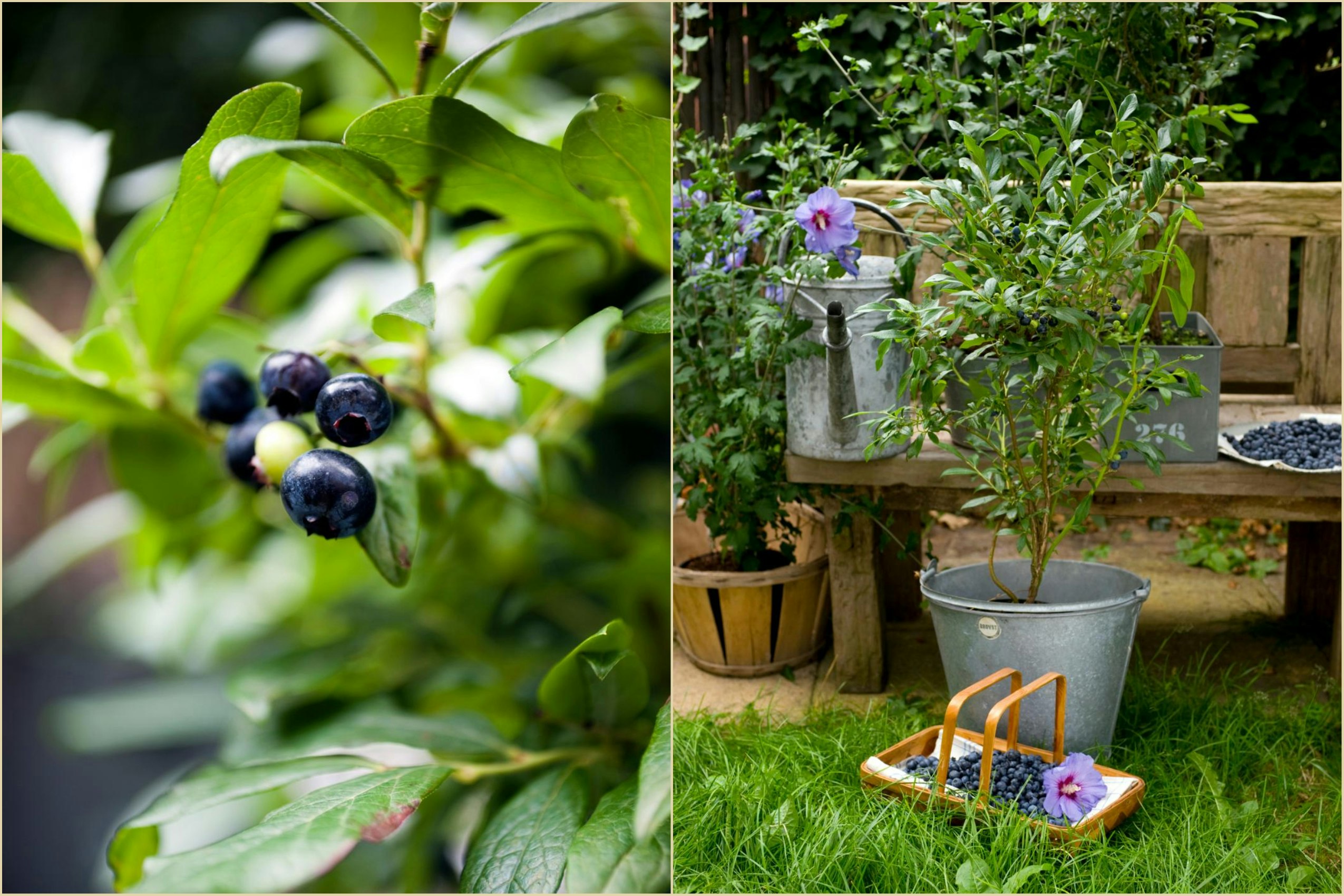 Pasning og pleje af blåbærbuske - gødning, vanding og beskæring af blåbær