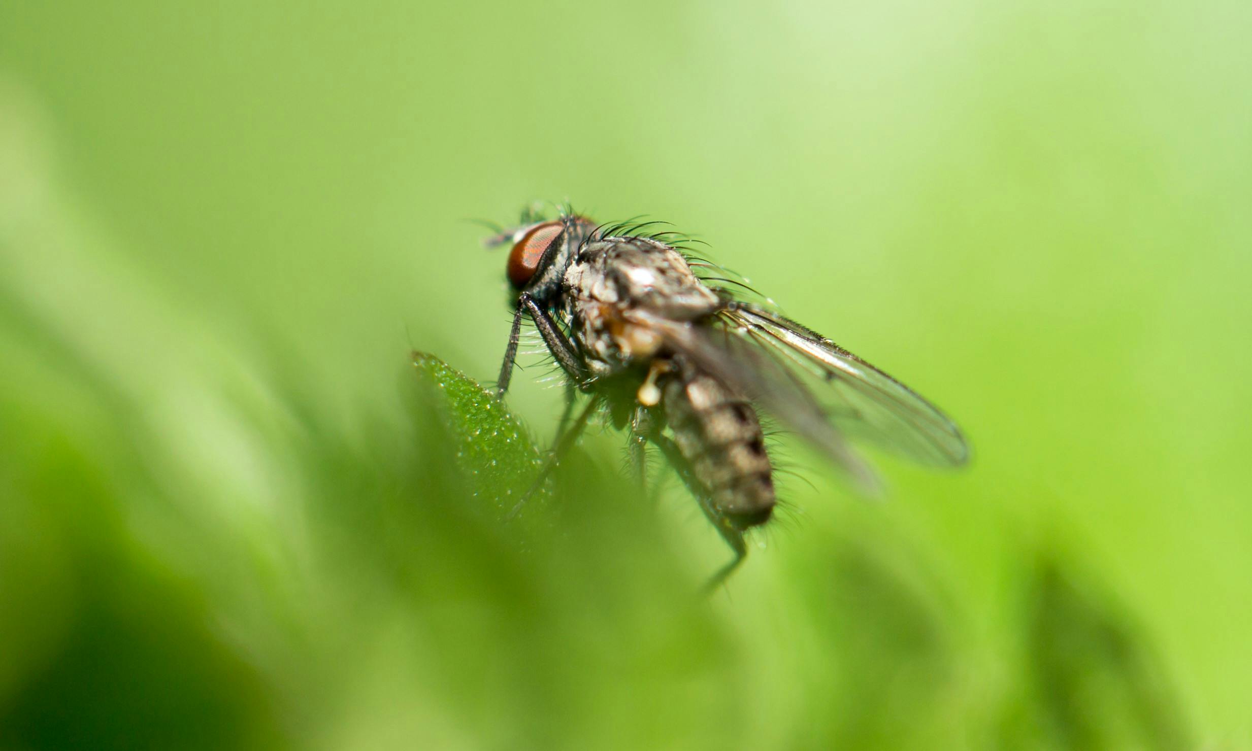 Sådan ser en bananflue ud.