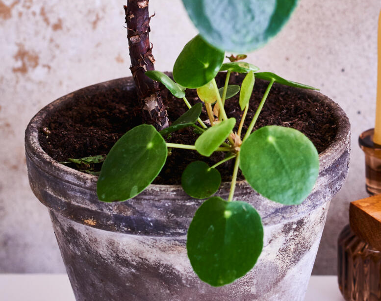 Sådan omplanter du pilea-stiklinger