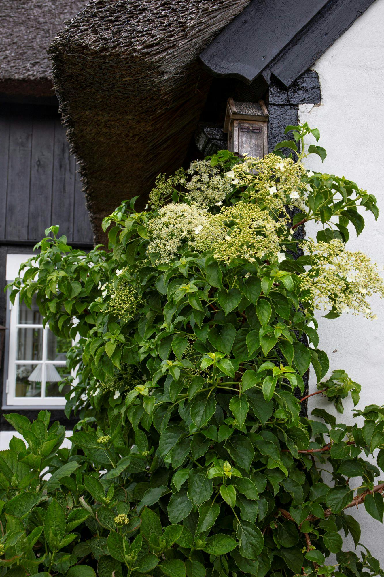 Klatrehortensia