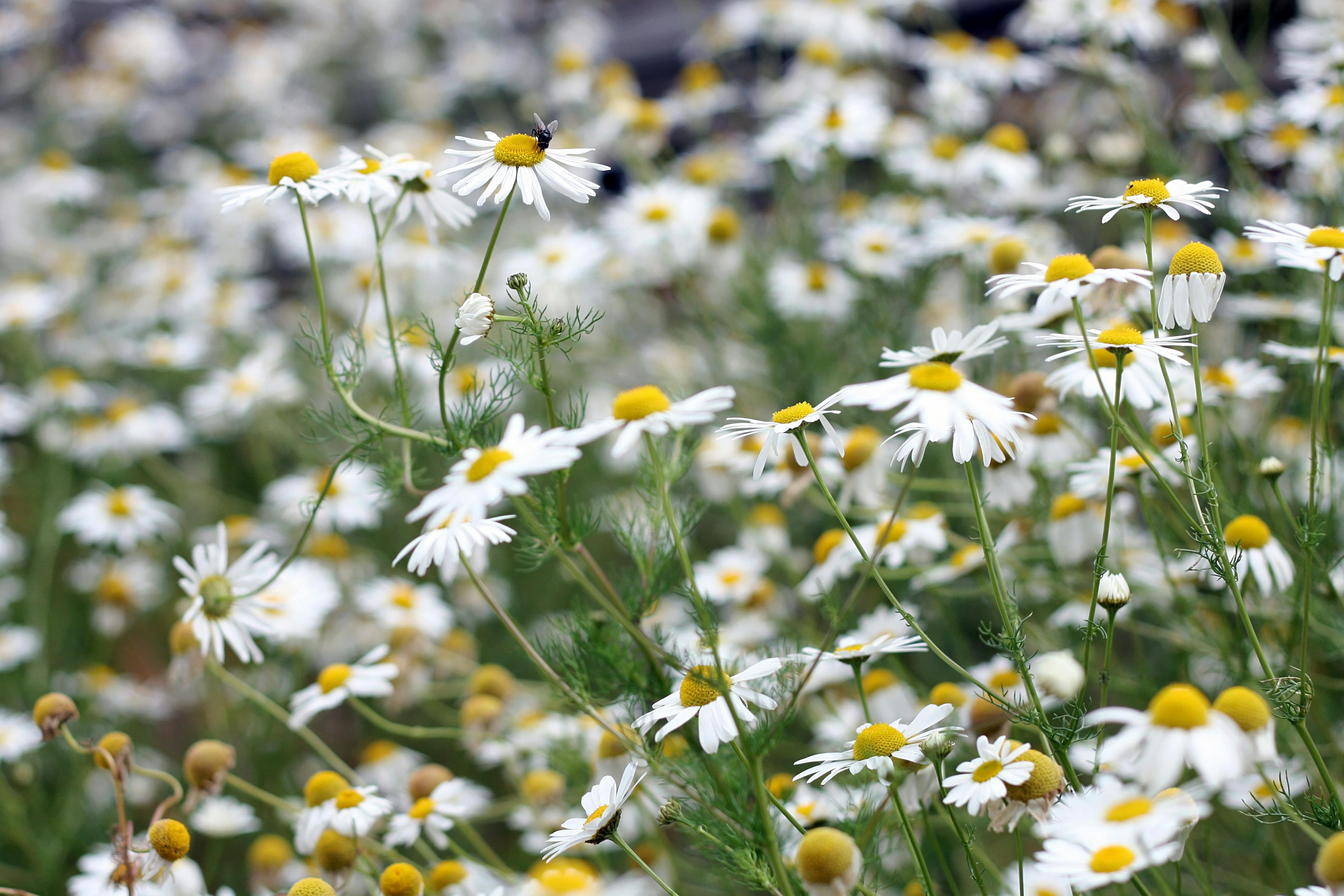 hjemmelavet kamillete