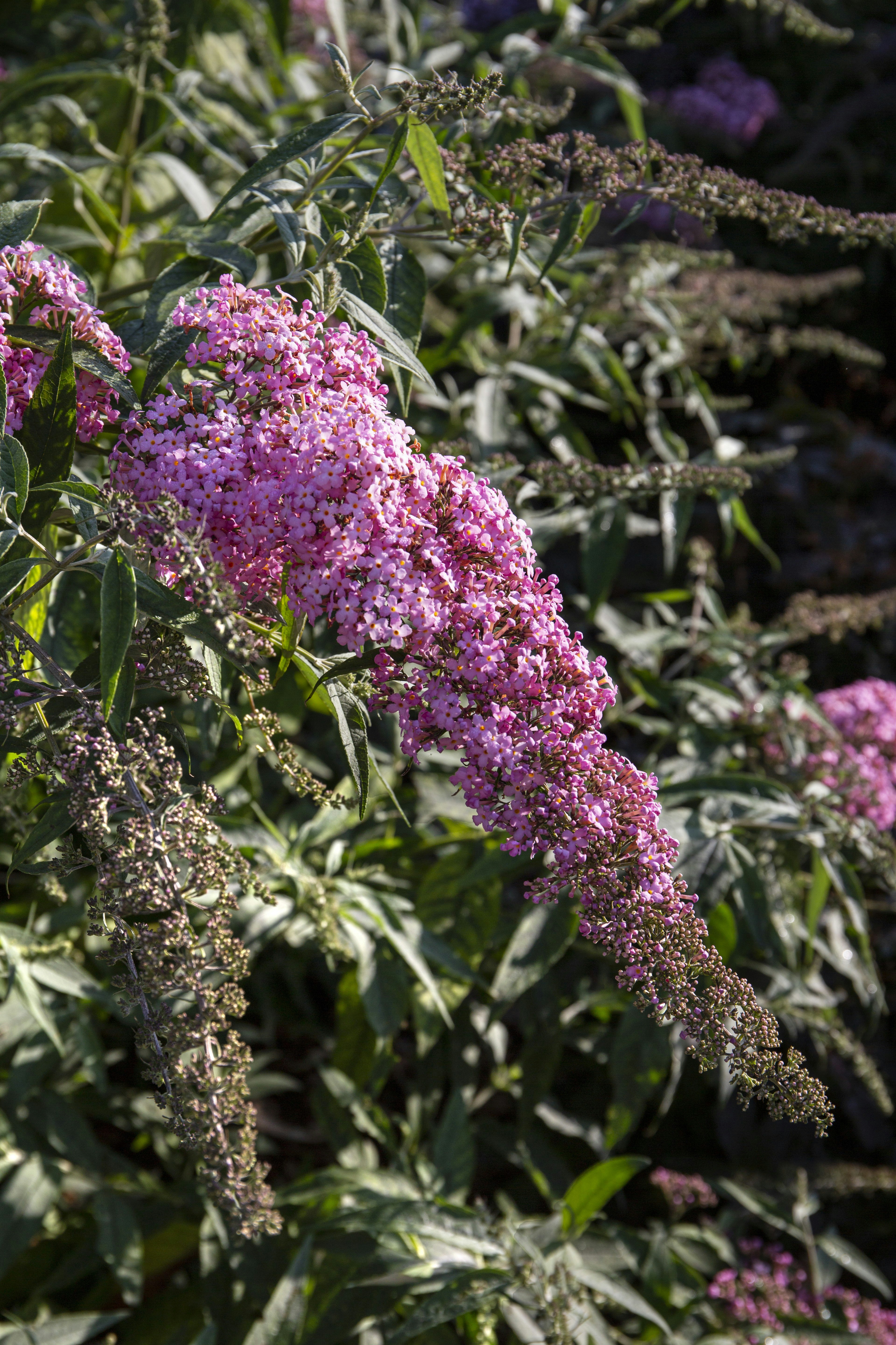 Pink cascade