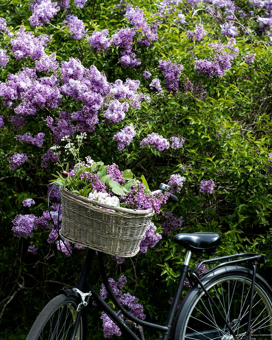 Cykel foran blomstrende syrenbusk