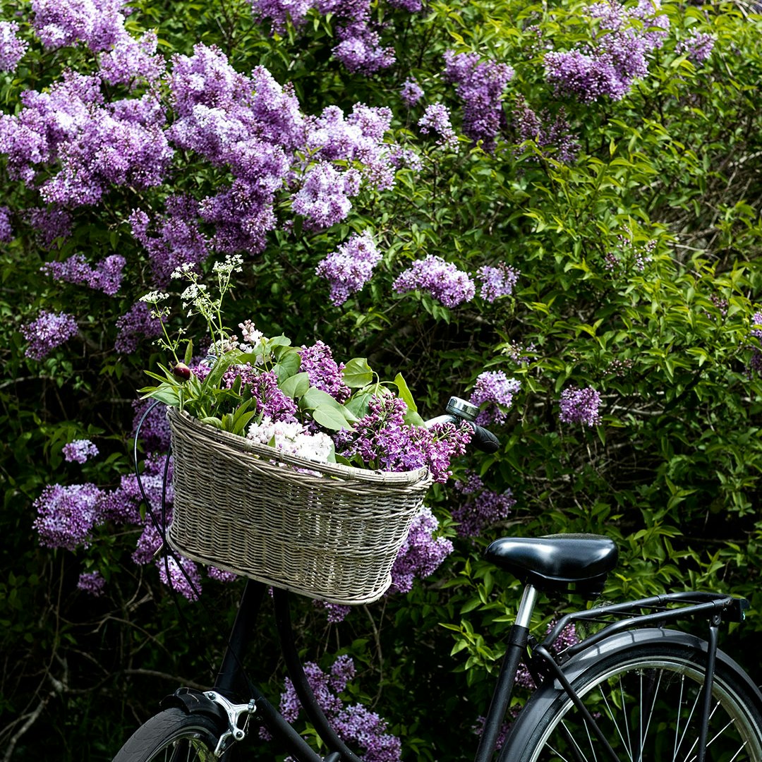 Cykel foran blomstrende syrenbusk