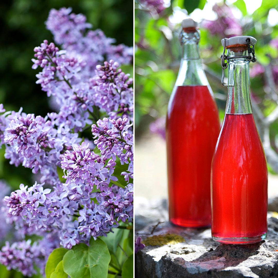 Frisk og sommerlig syrensaft med citron og rabarber
