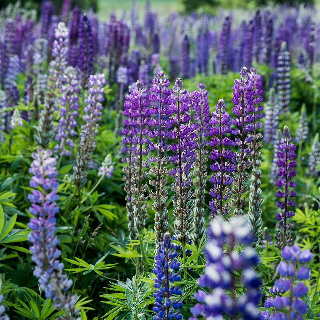 Blomstrende lupiner i have