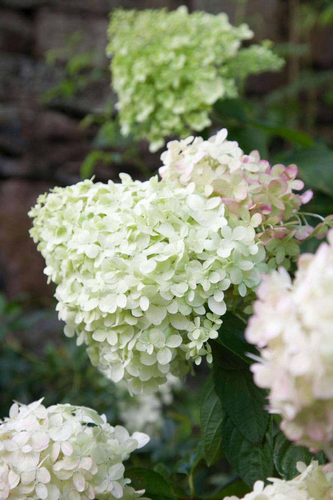 Syrenhortensia - 'Limelight'