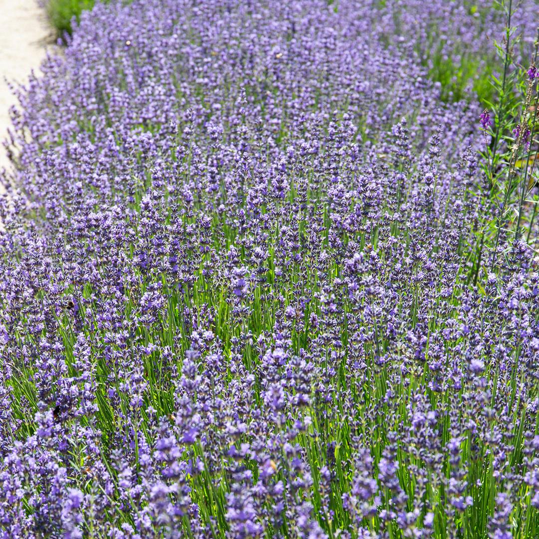 Lavendelbuske, der blomstrer