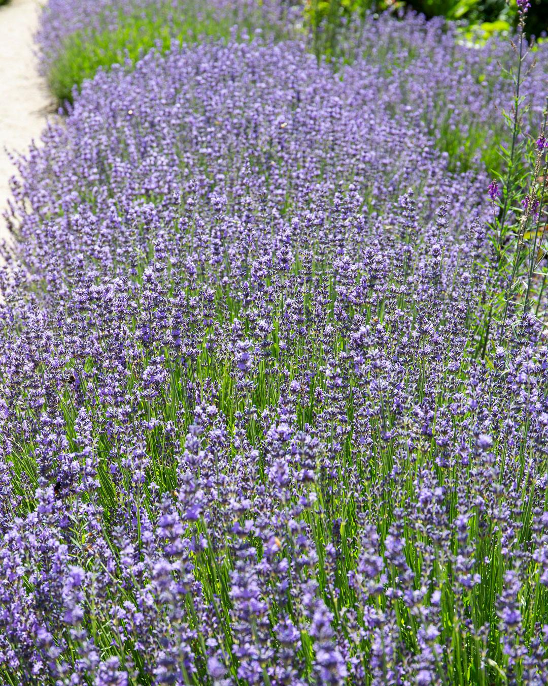 Lavendelbuske, der blomstrer