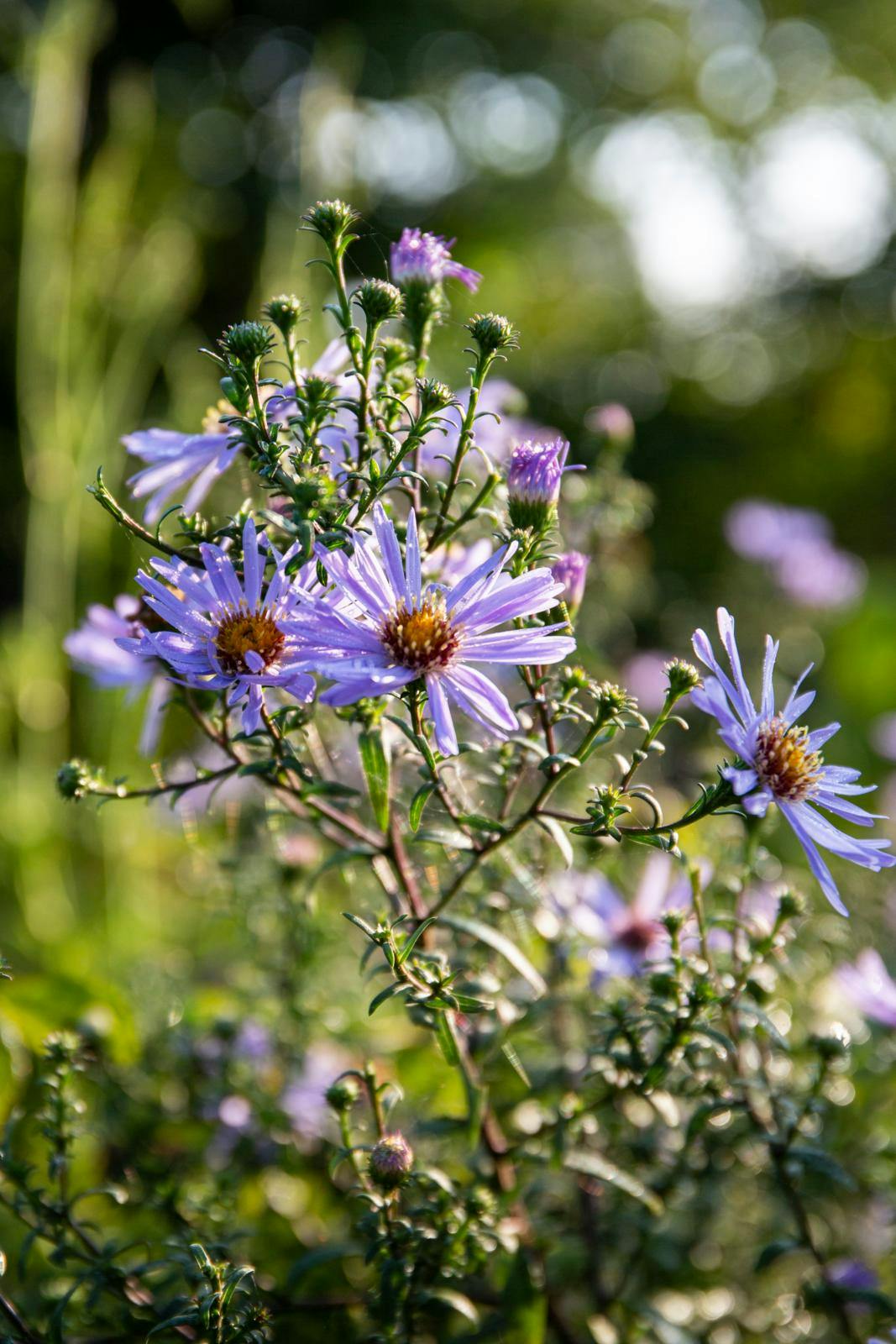 Asters